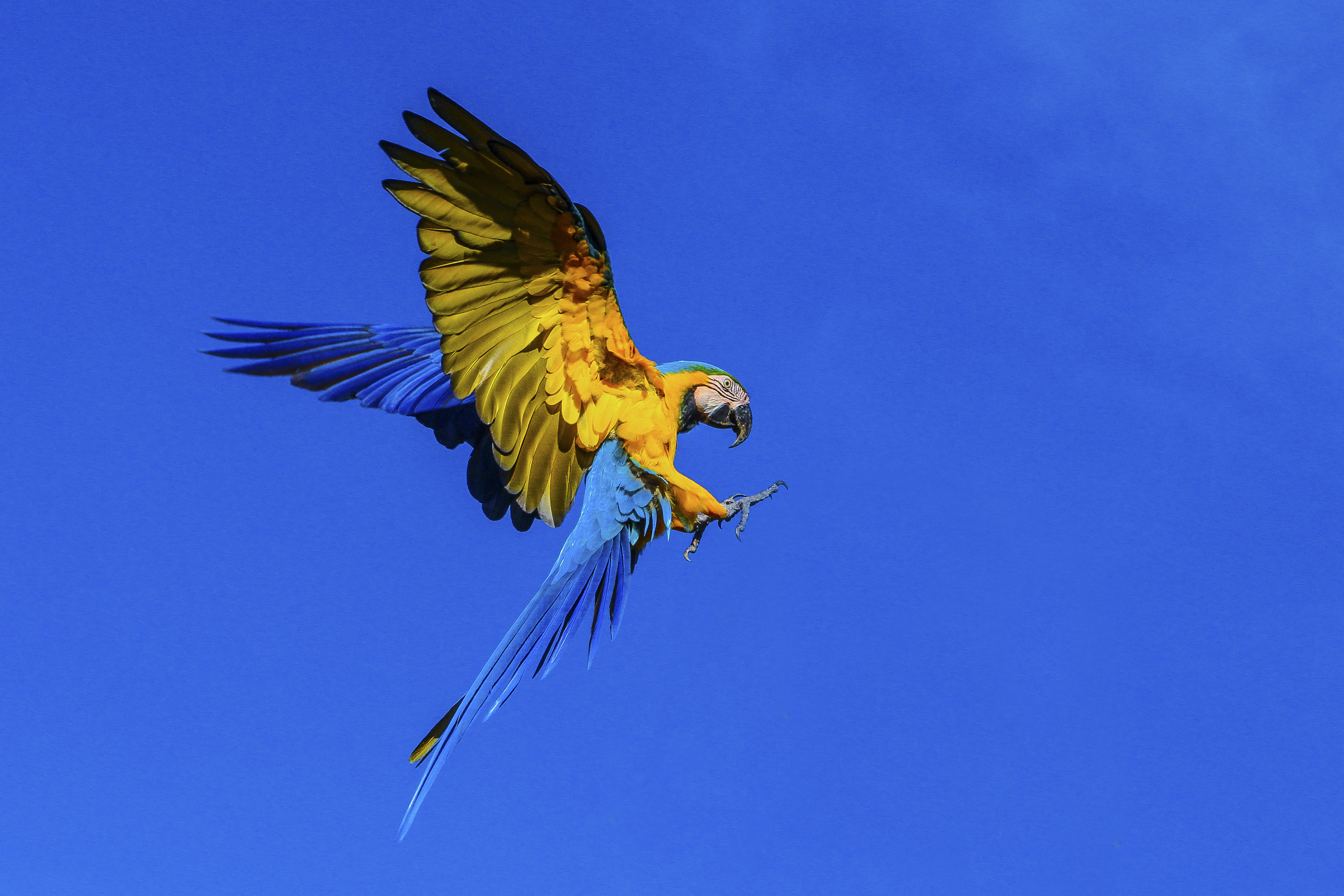 Blauw gele ara vliegt, Cerrado, Brazilië