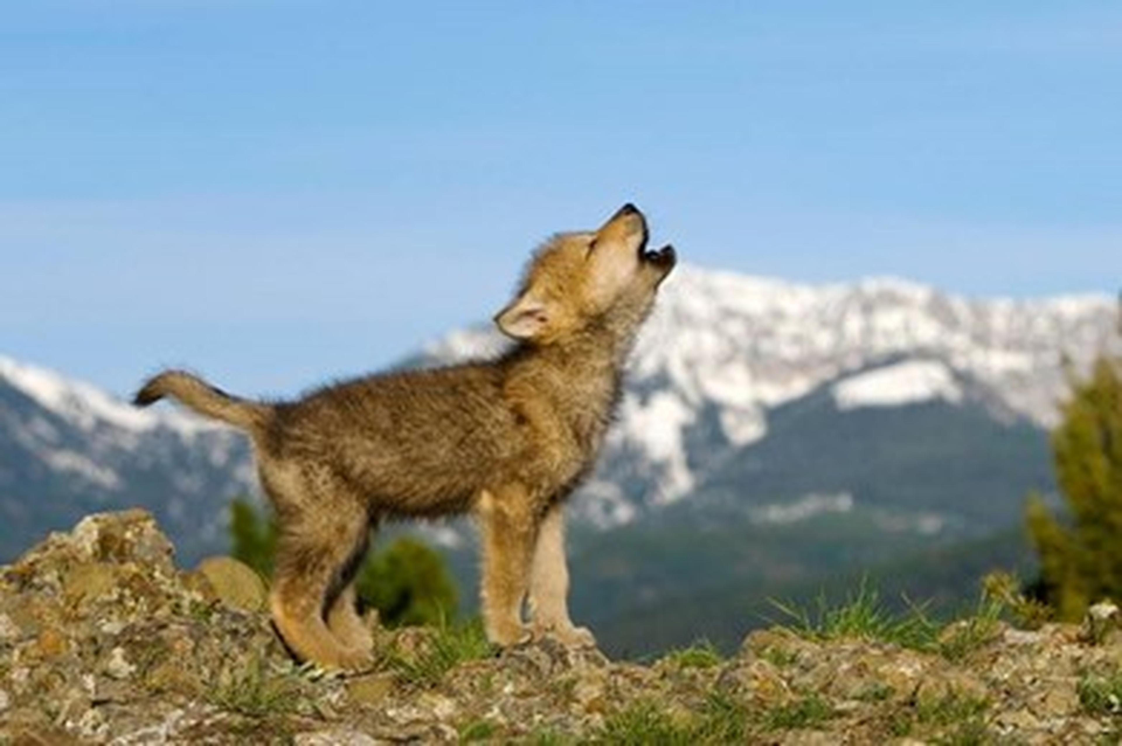 Wolf welp