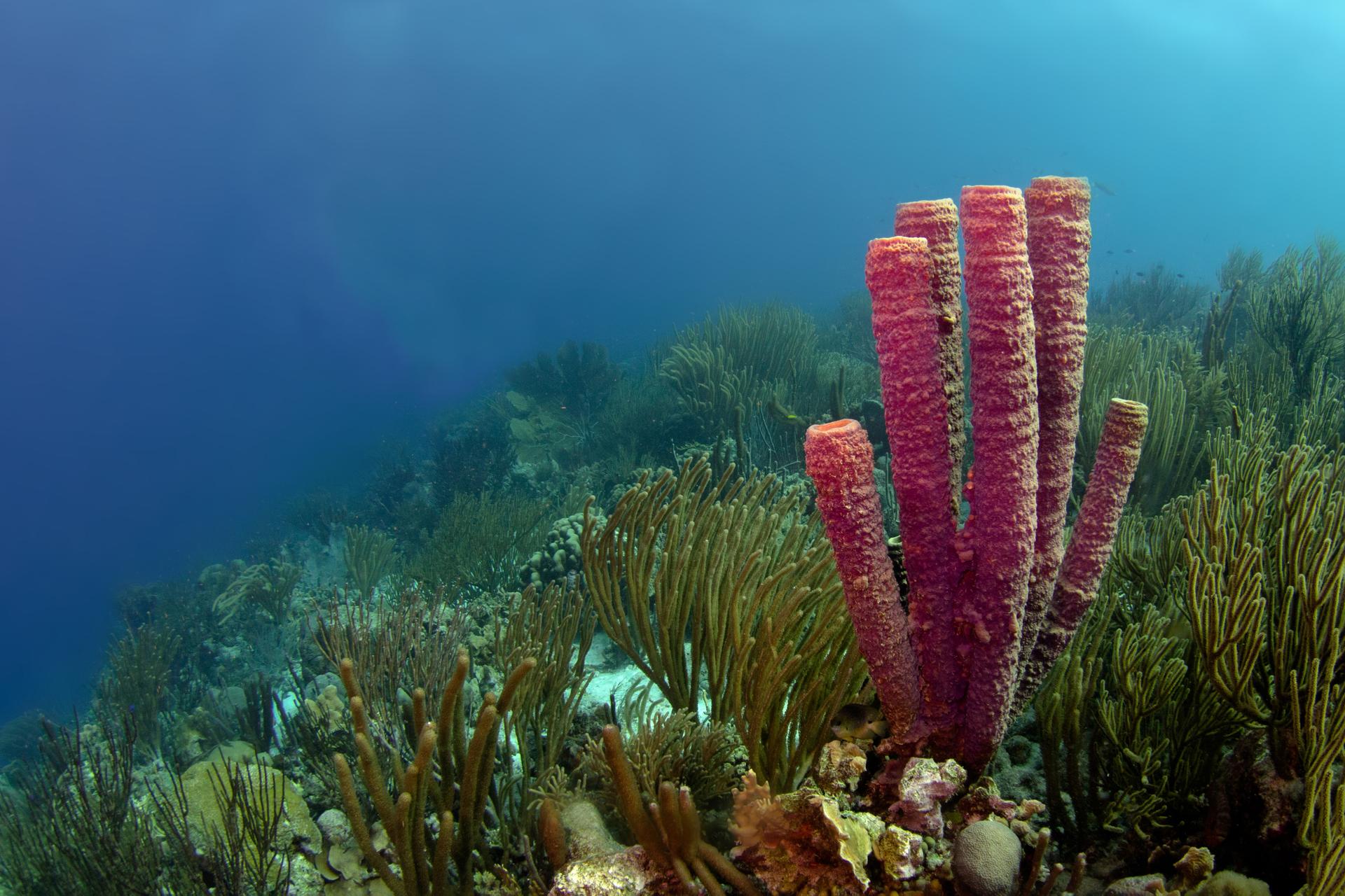 Koraal in de zee bij Bonaire