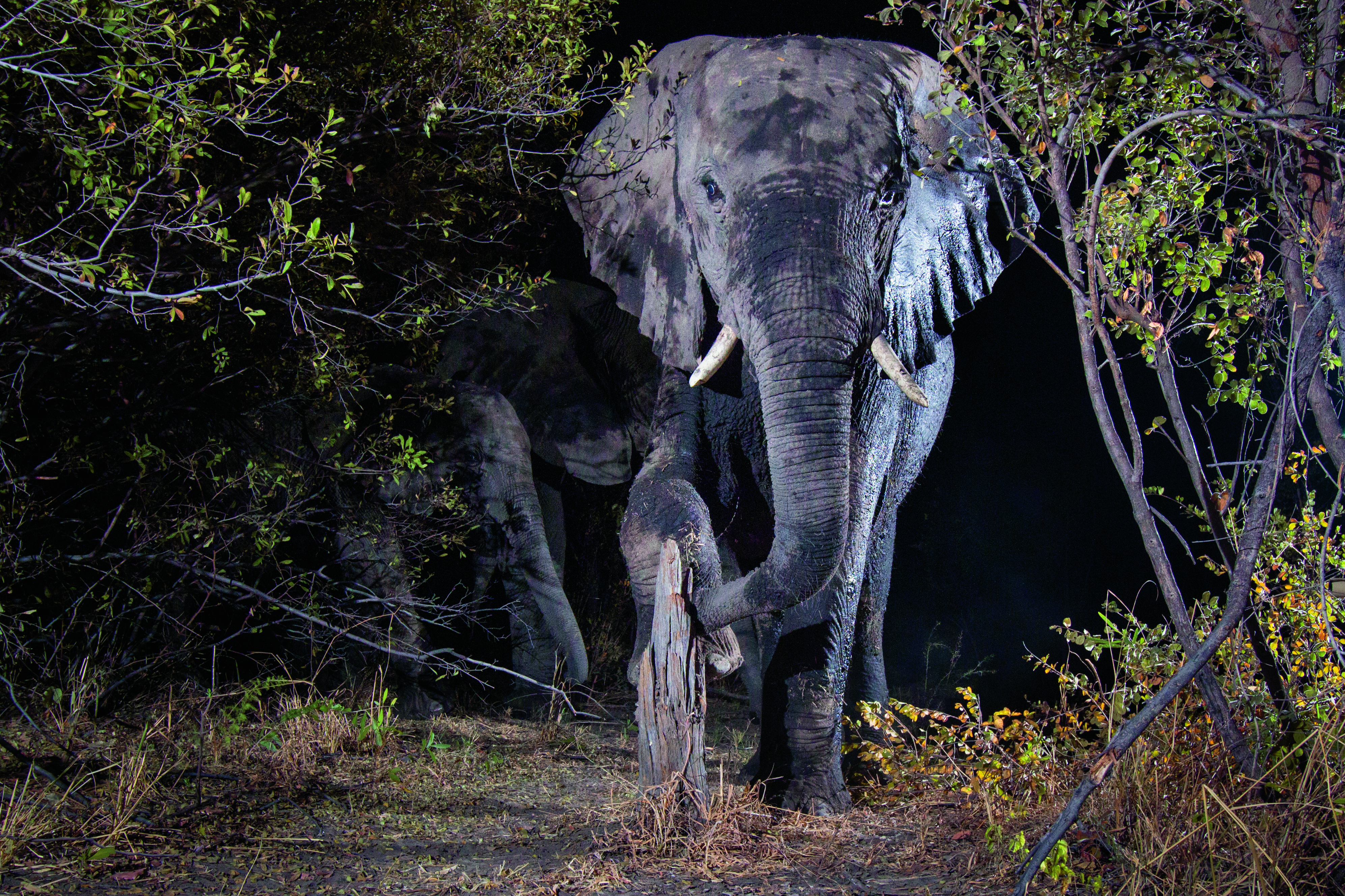 Olifant loopt in het donker, verborgen camera WW1105309