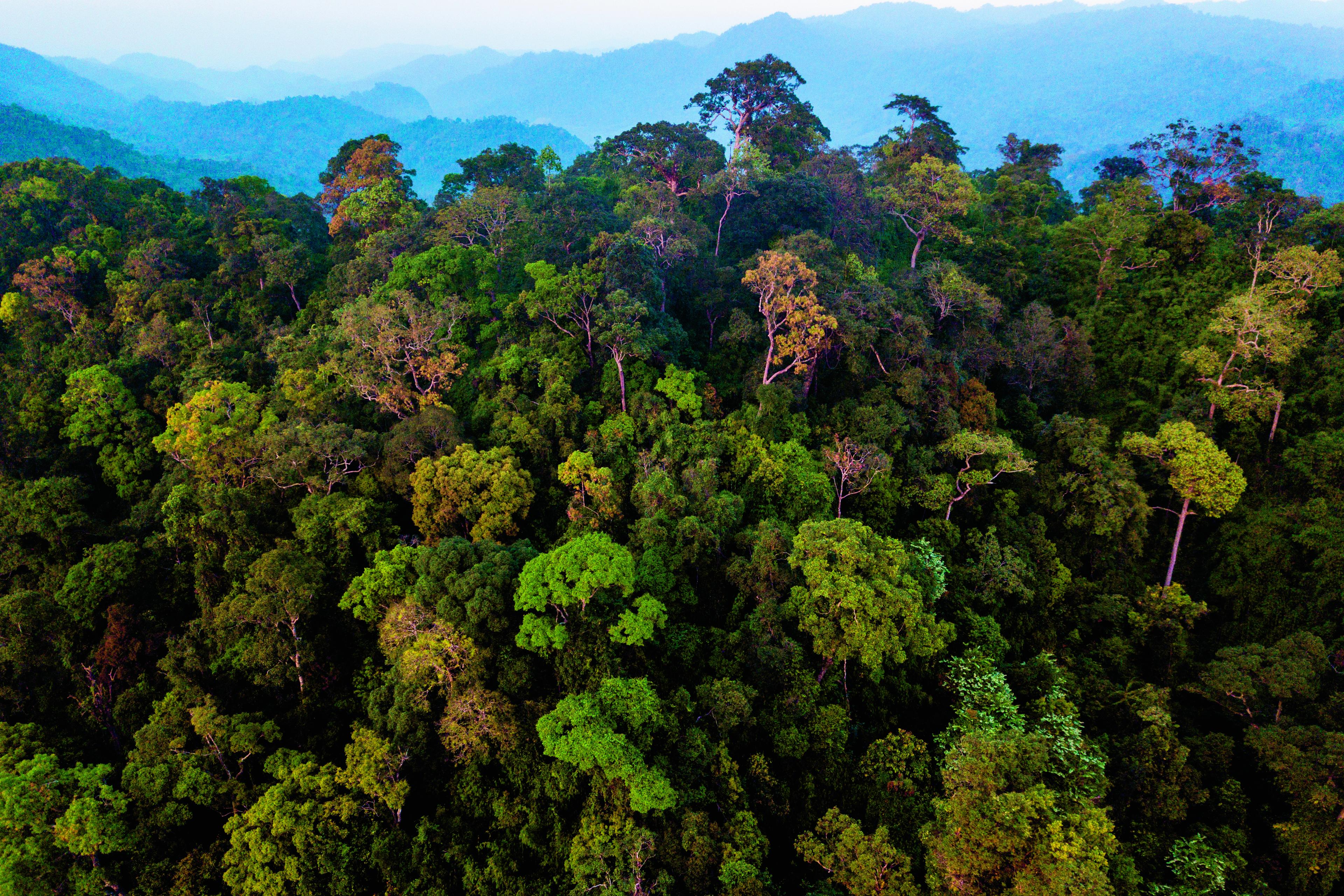 Jungle in Myanmar