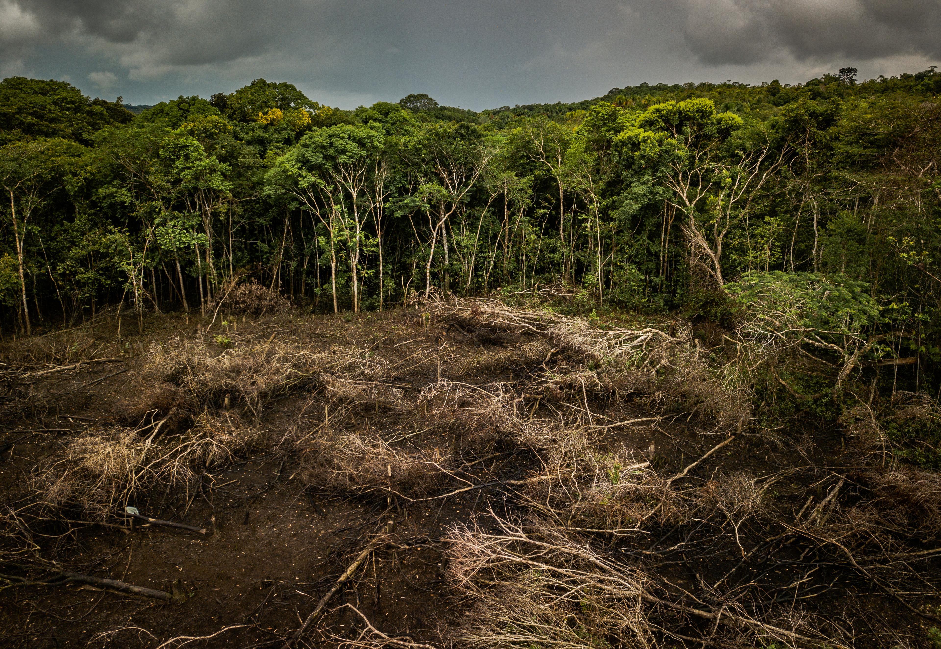 Ontbossing in de Amazone, Colombia