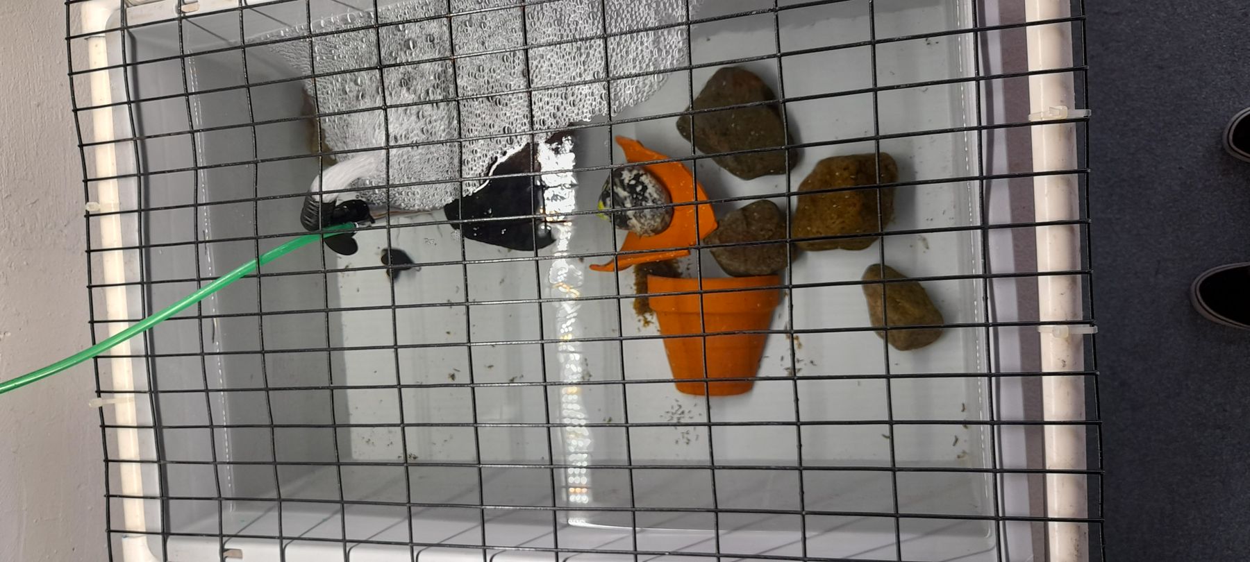 Bak na whelks Reef Grazer Research Group.jpg
