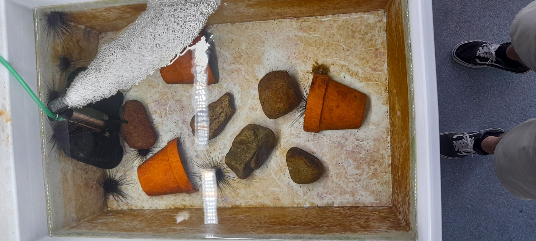 Bak voor whelks Reef Grazer Research Group.jpg