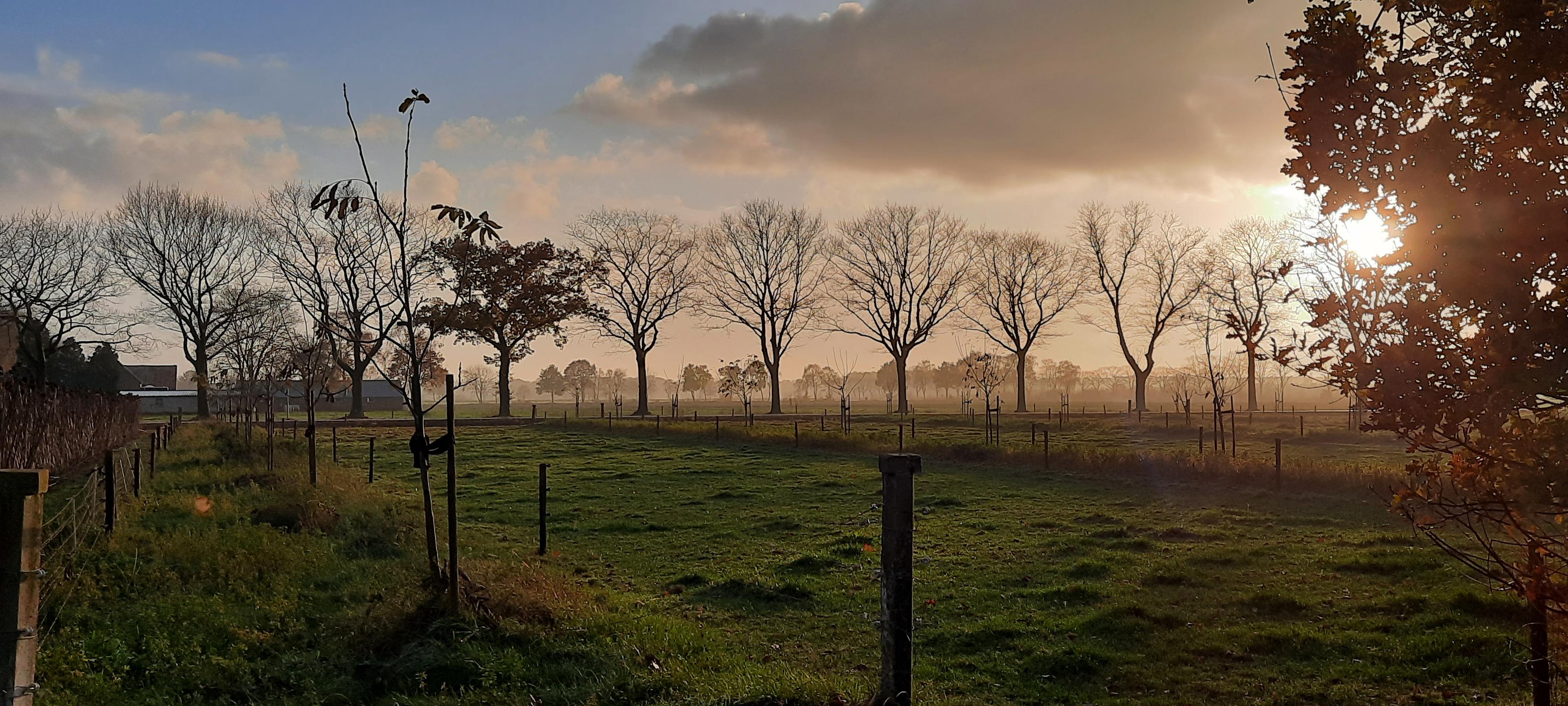 walnoten bomen brabant