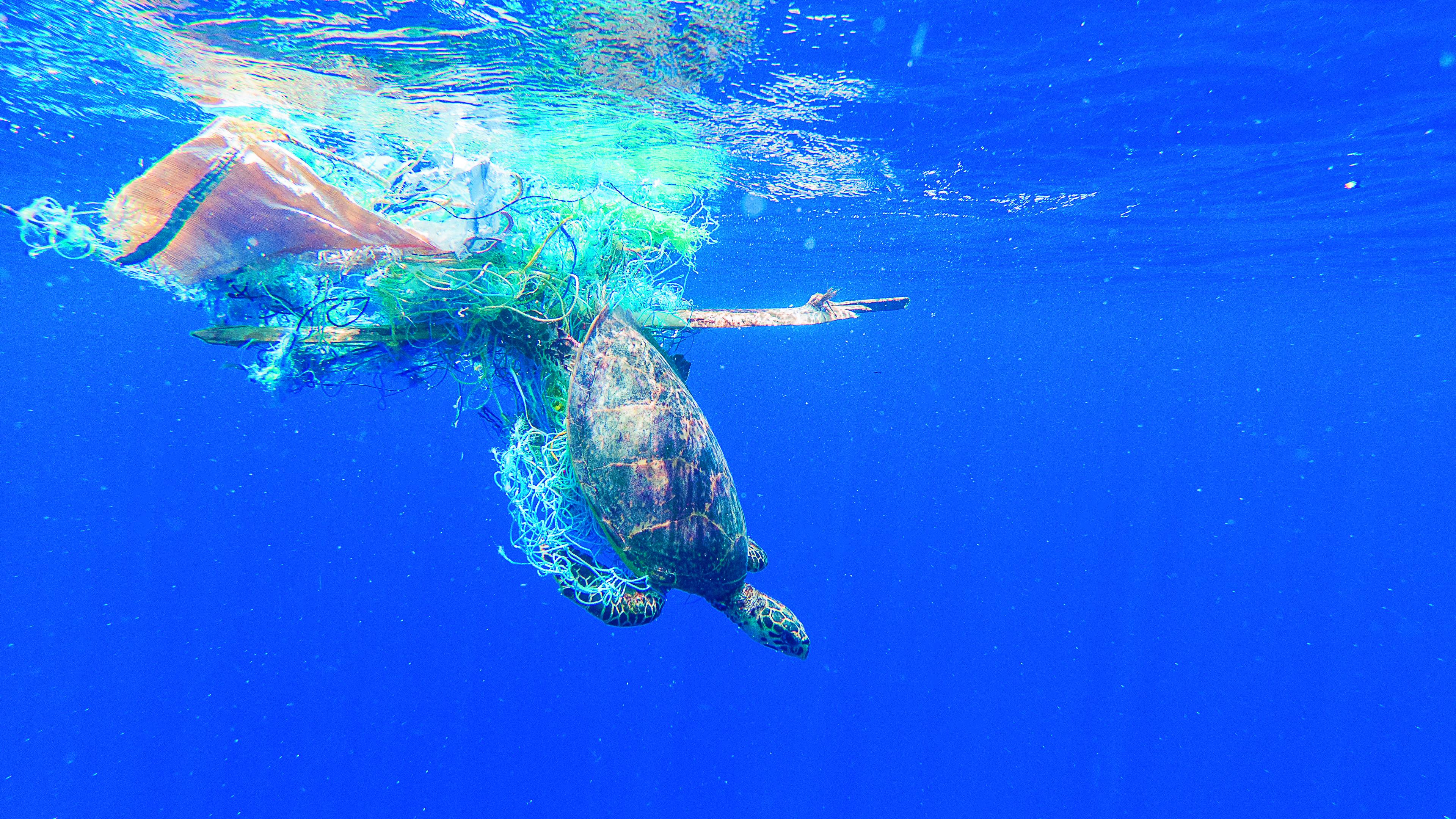 Zeeschildpad ontsnapt uit net