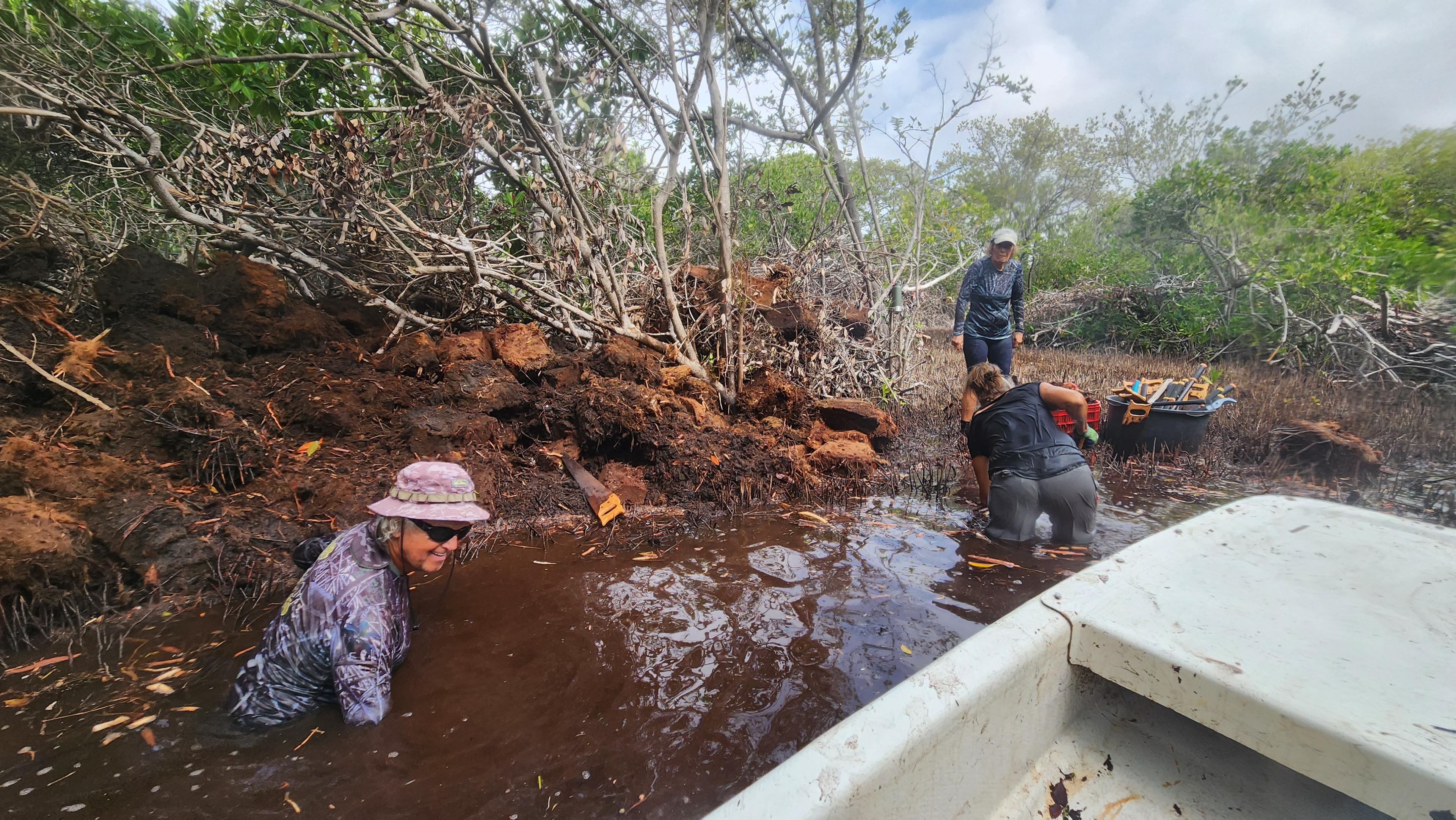 vrouwen werken tussen de mangroves