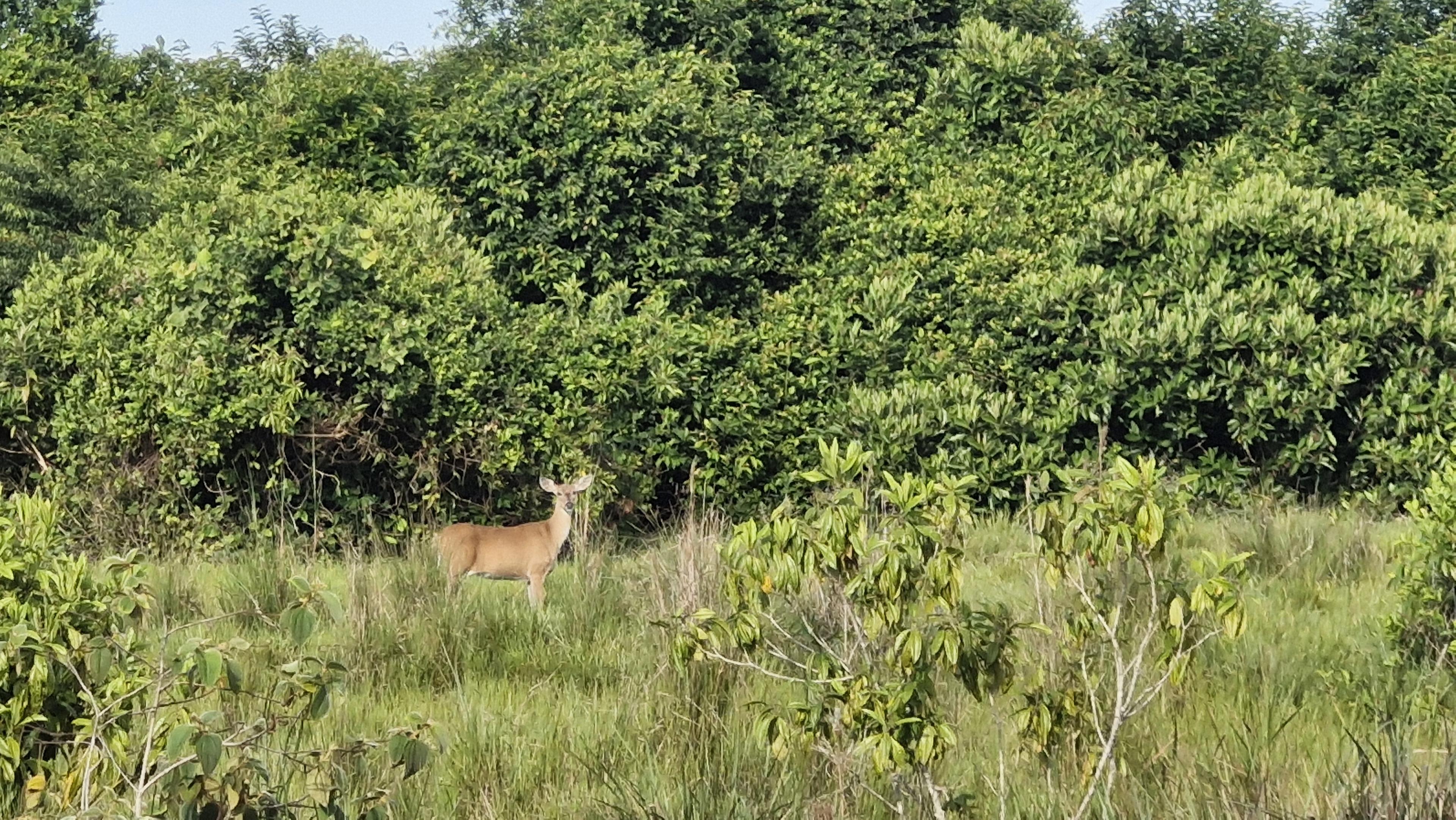 Herten grazen op het natuurpositieve veehouderijbedrijf van Don Camilo in de moerassavanne  van het Orinoco stroomgebied.