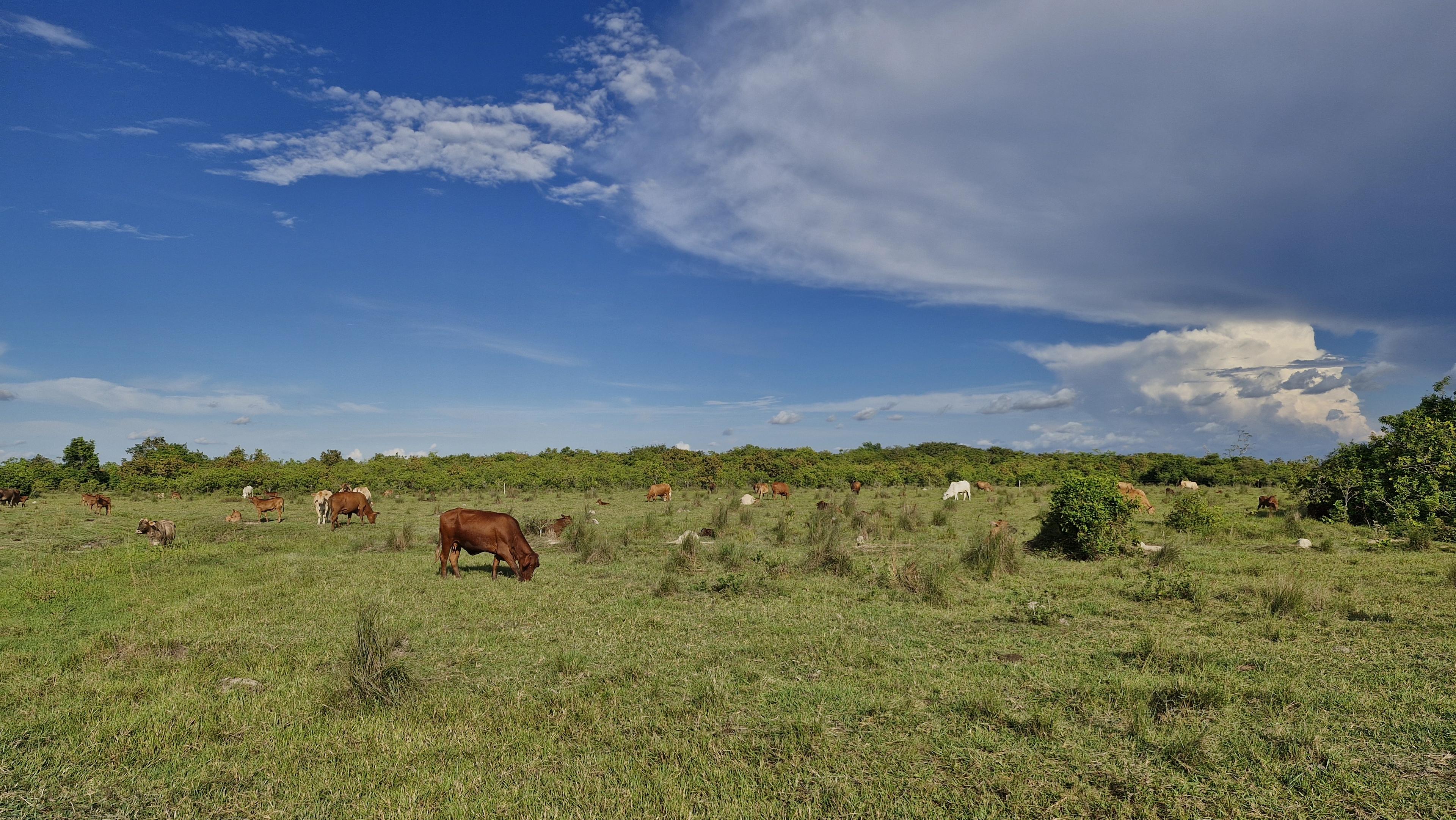 Grazende koeien op een natuurpositieve veehouderij in Noord-Oost Colombia.