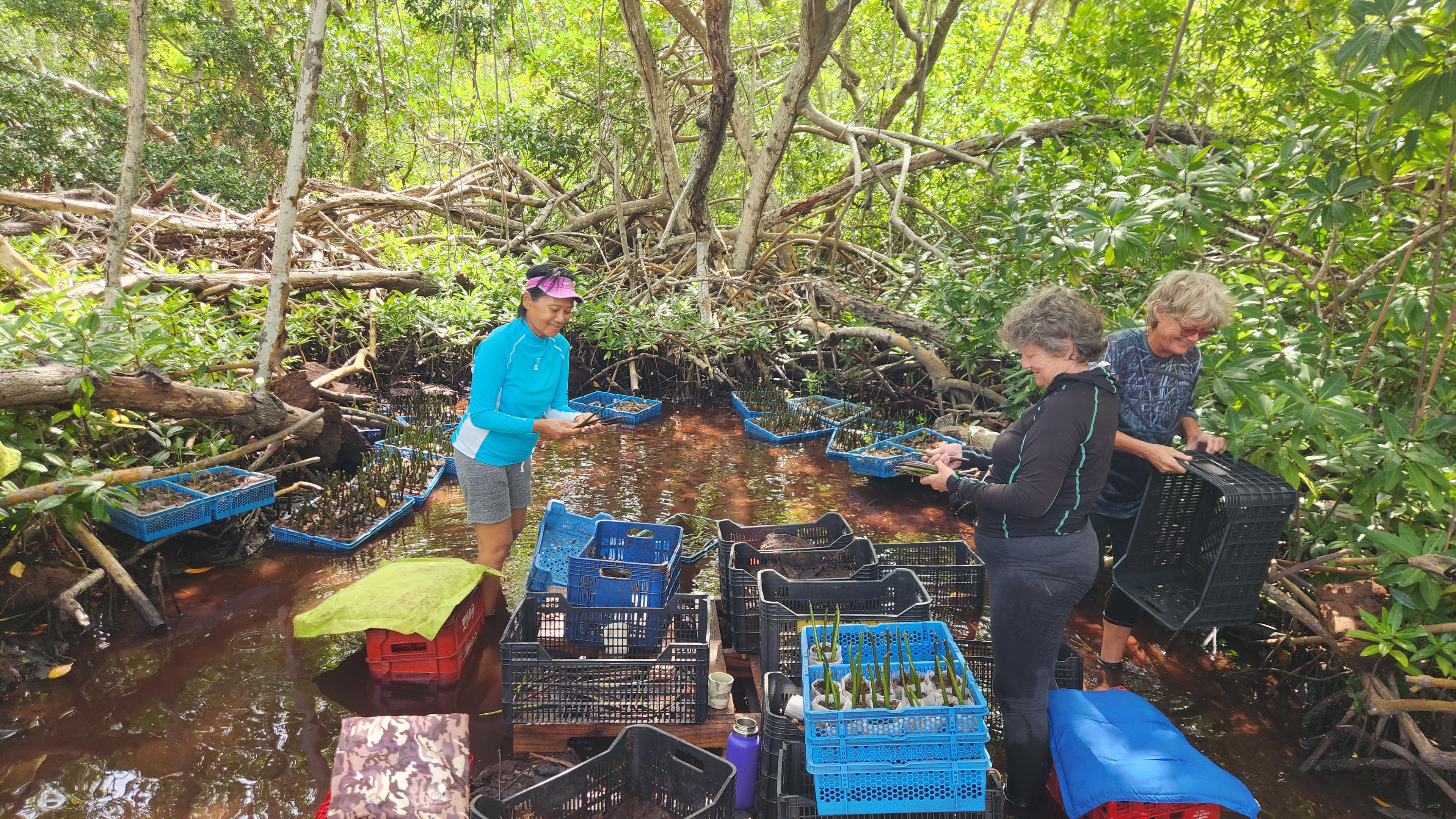 drie vrouwen staan in water tussen mangroves en kratten met planten