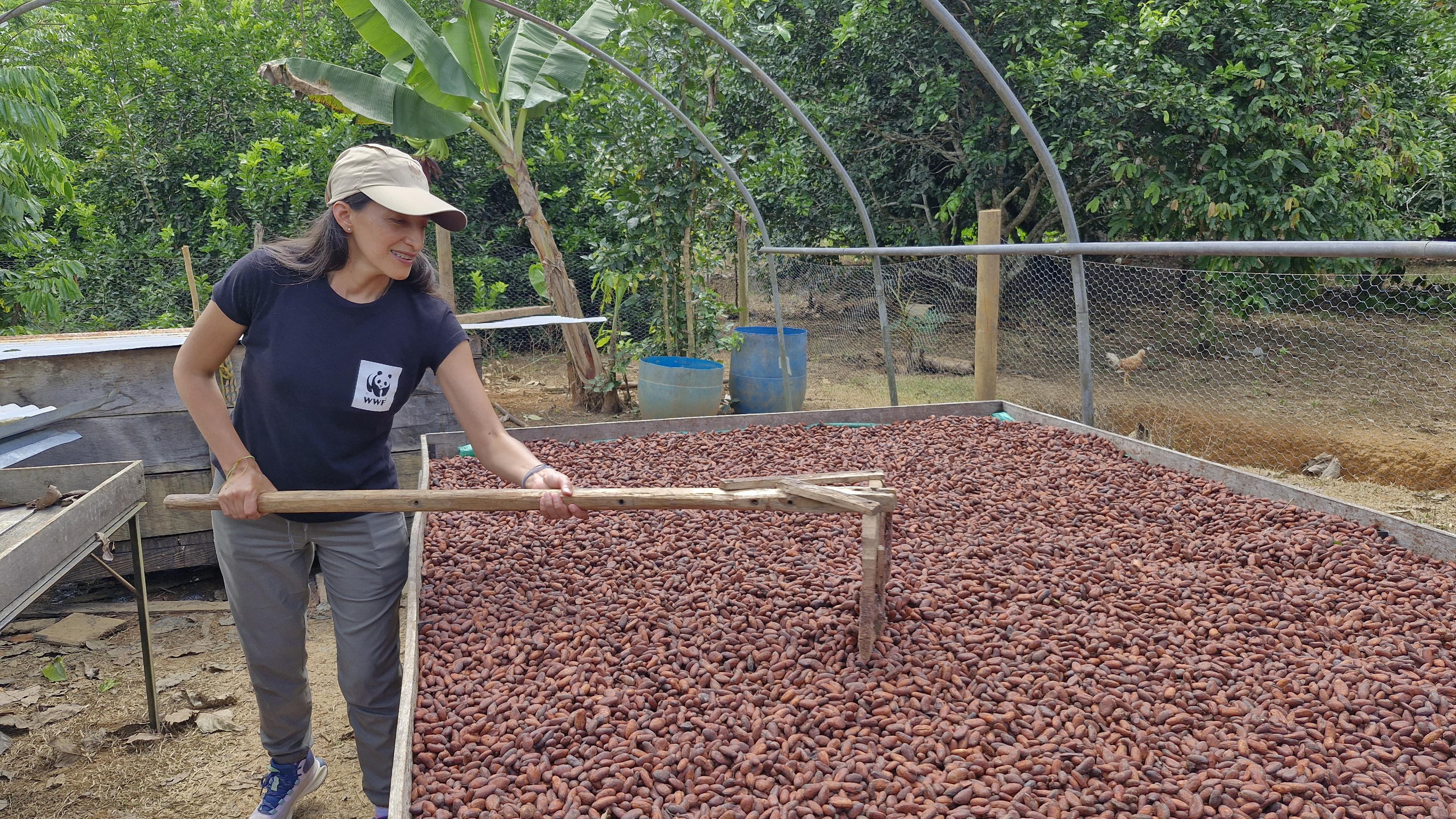 Natuurpositieve cacaoteelt