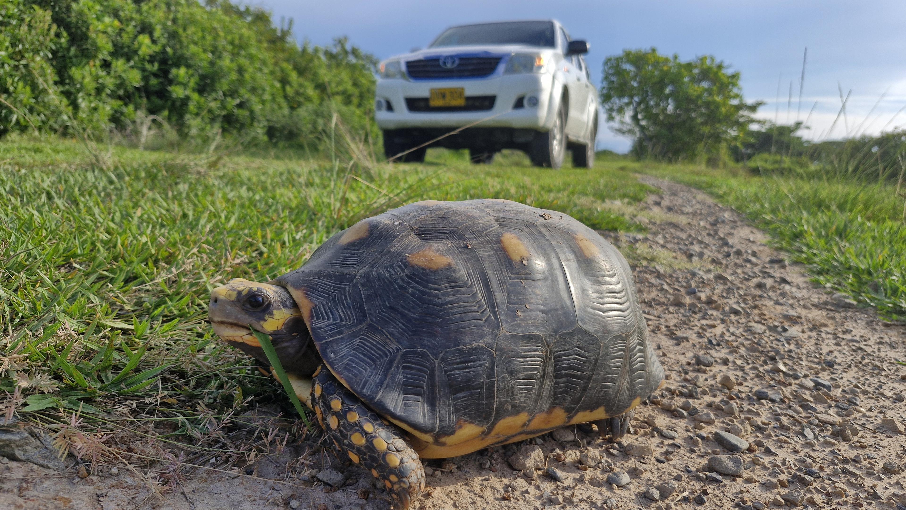 Schildpad op de weg van een natuurpositieve veehouderij bedrijf in het stroomgebied van de Orinoco.