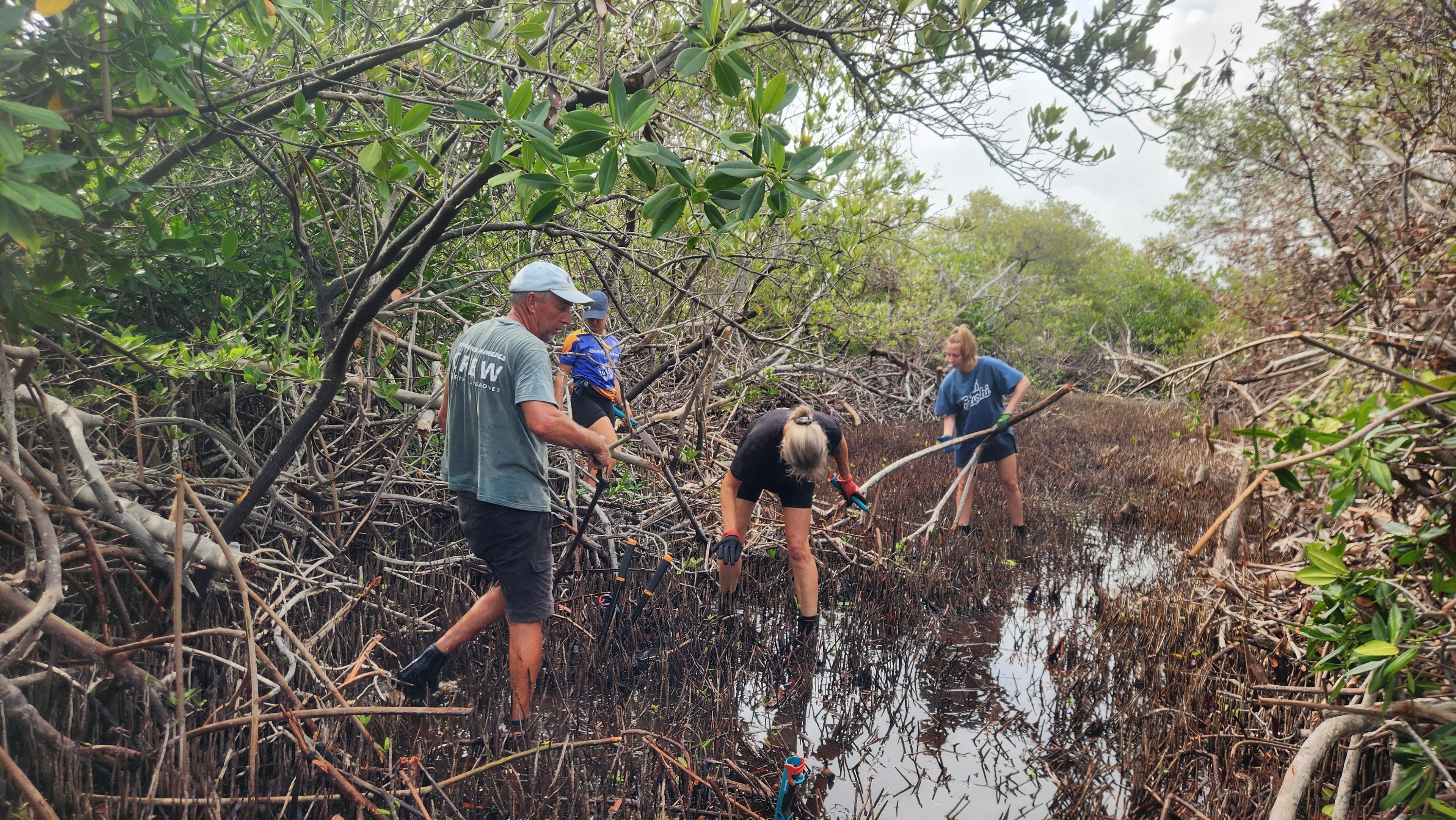 mangrove bonaire