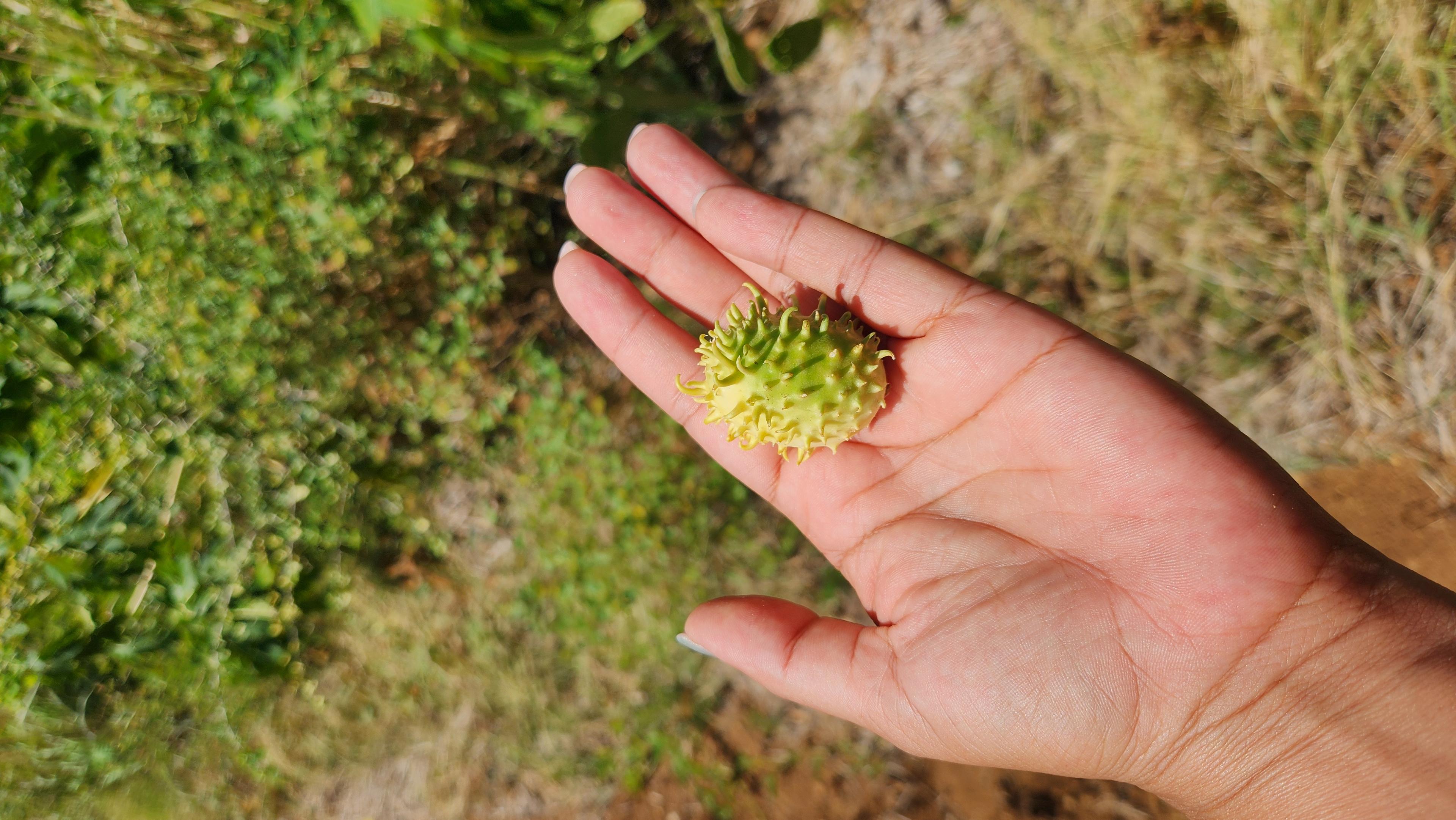 hand houd een vrucht vast