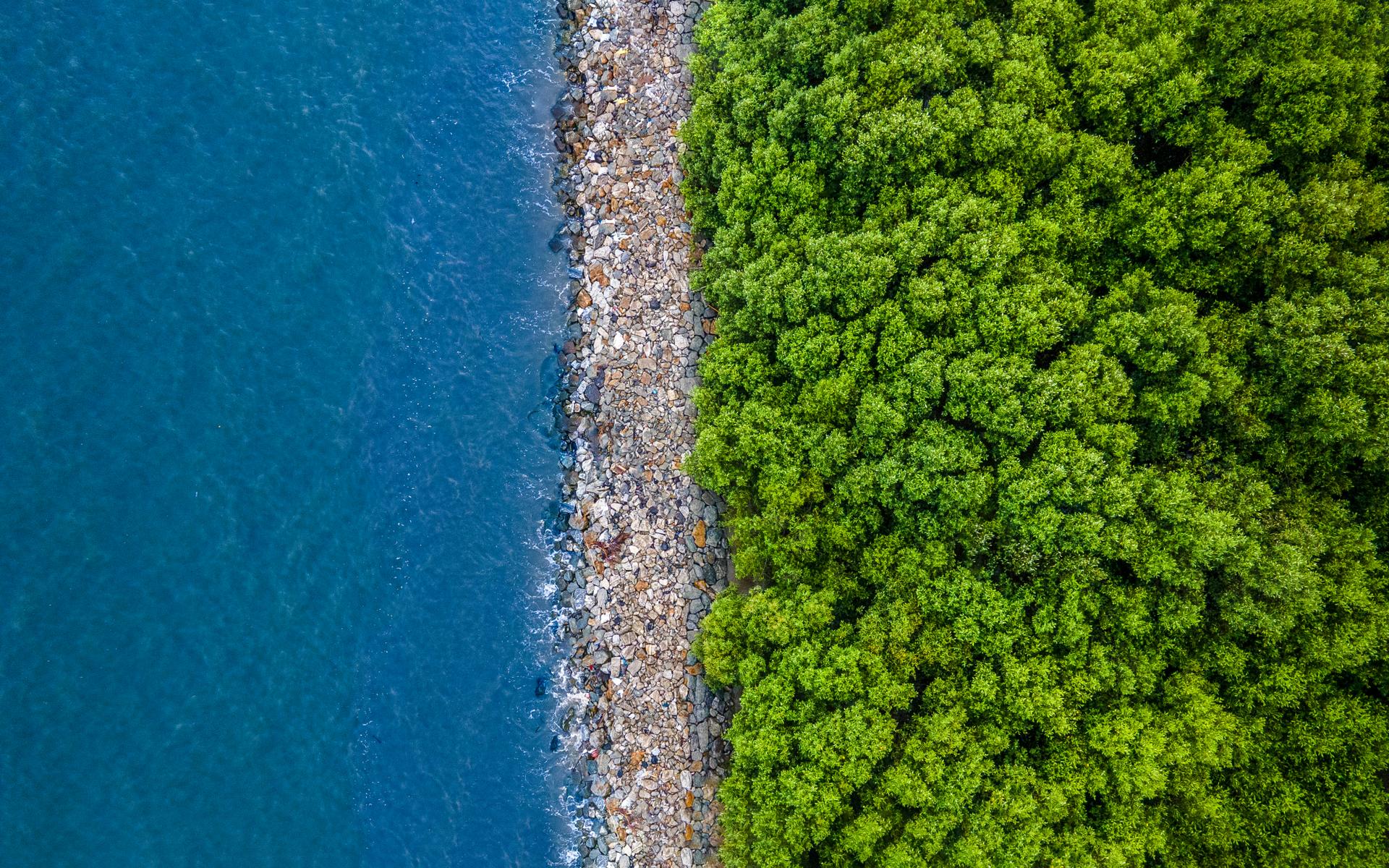 Een mangrovekustlijn in Thailand