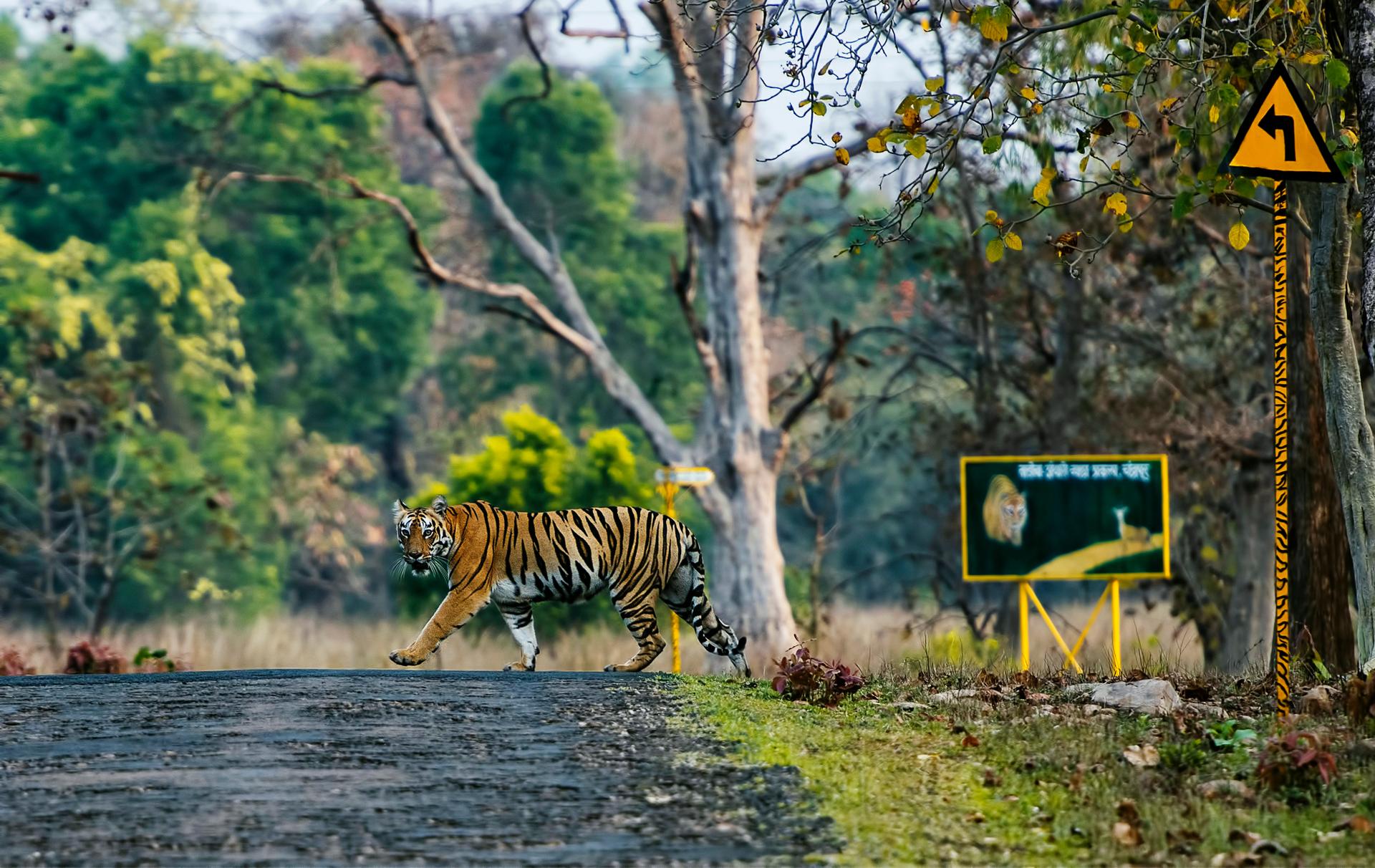 Tijger steekt de weg over in India