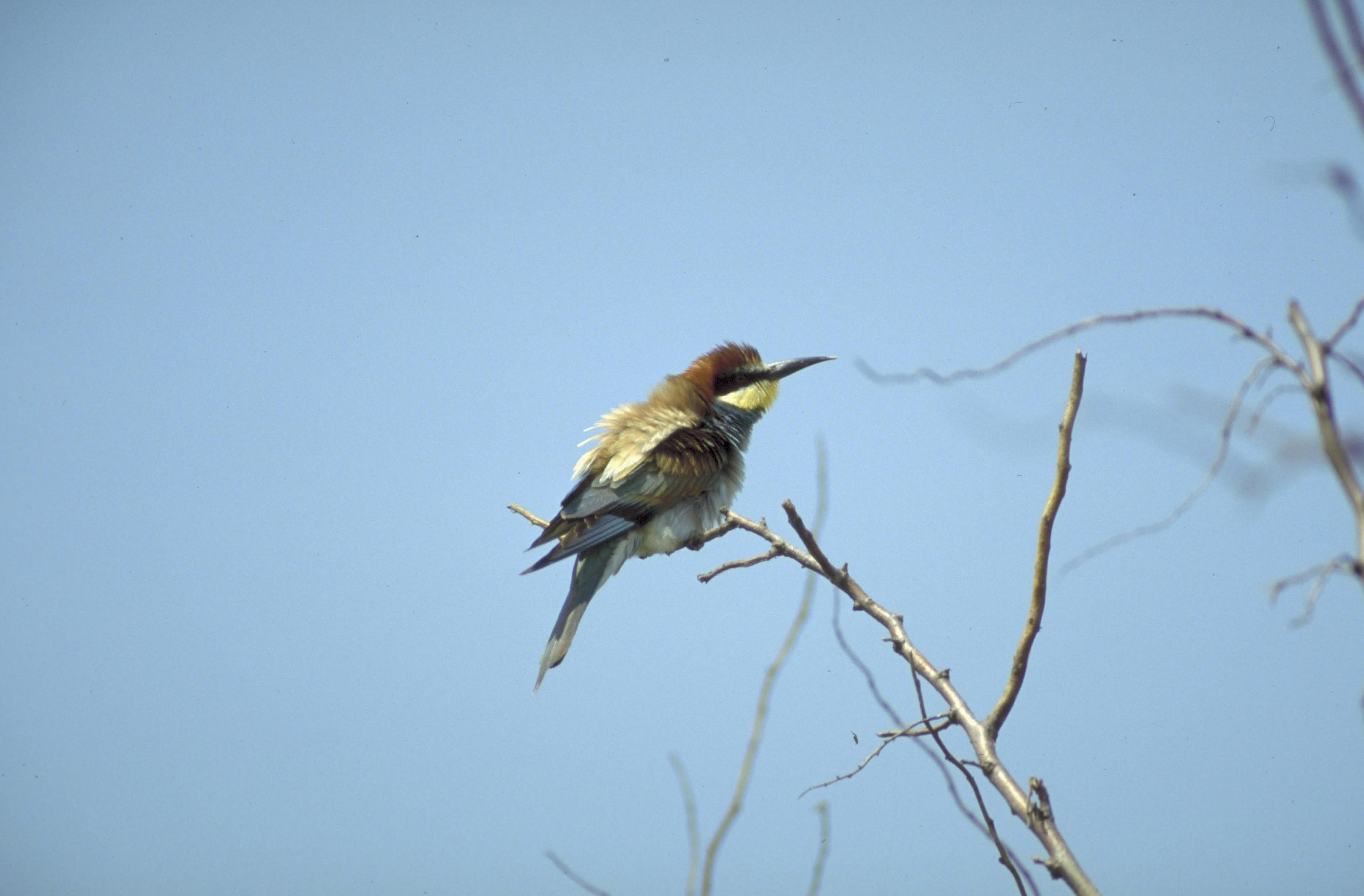 Europese bijeneter, vogel, Donau W130322