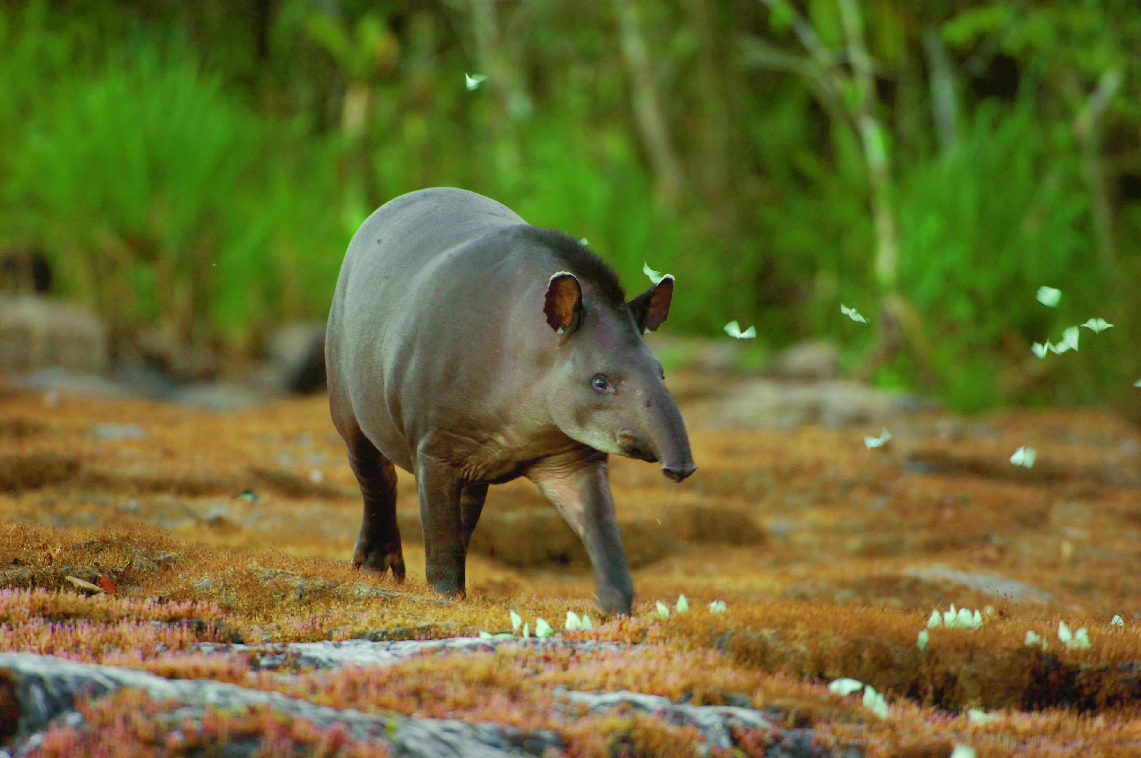Tapir loopt