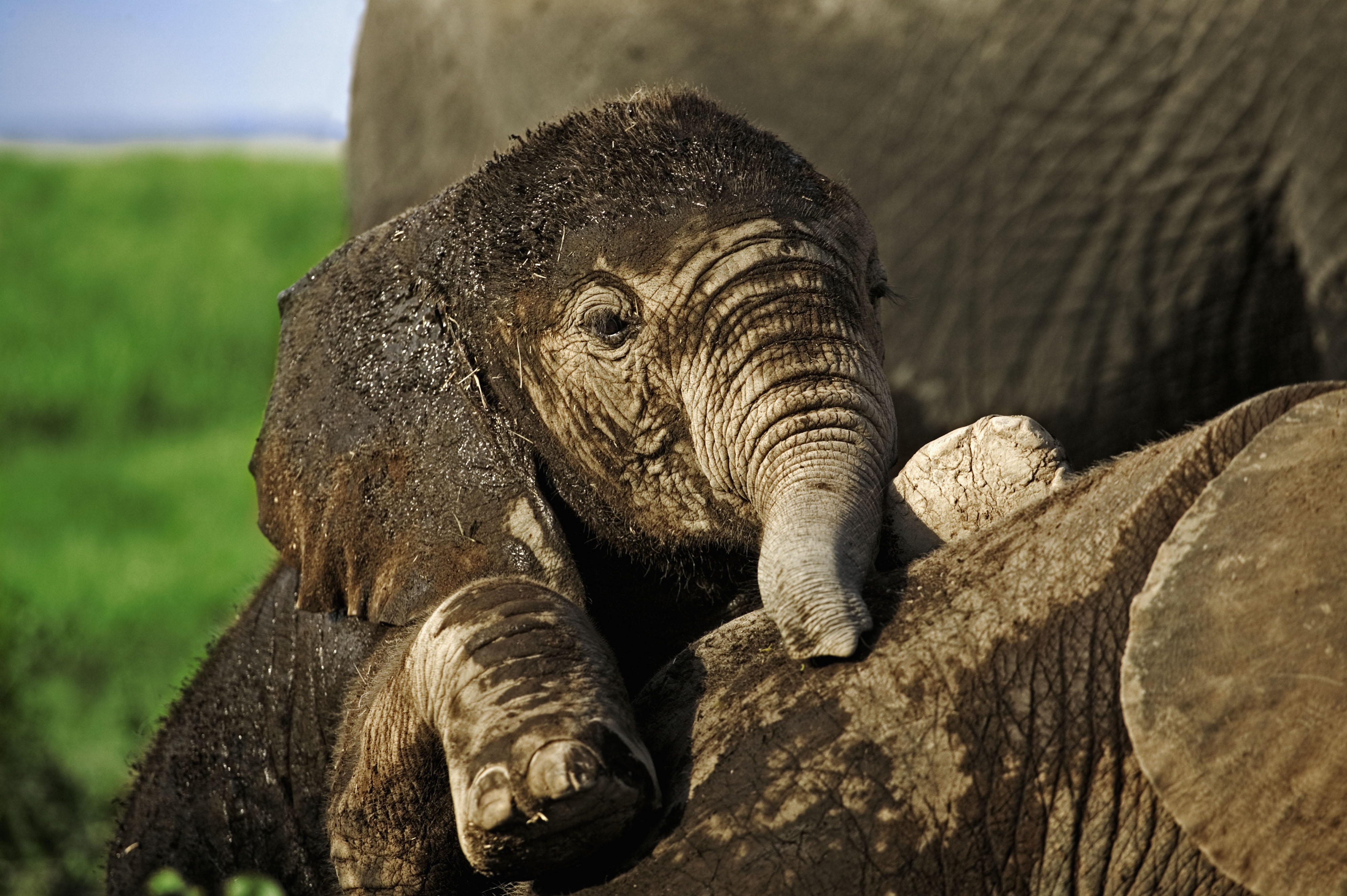 Afrikaanse baby-olifant probeert te kruipen op de rug van een slapende olifant