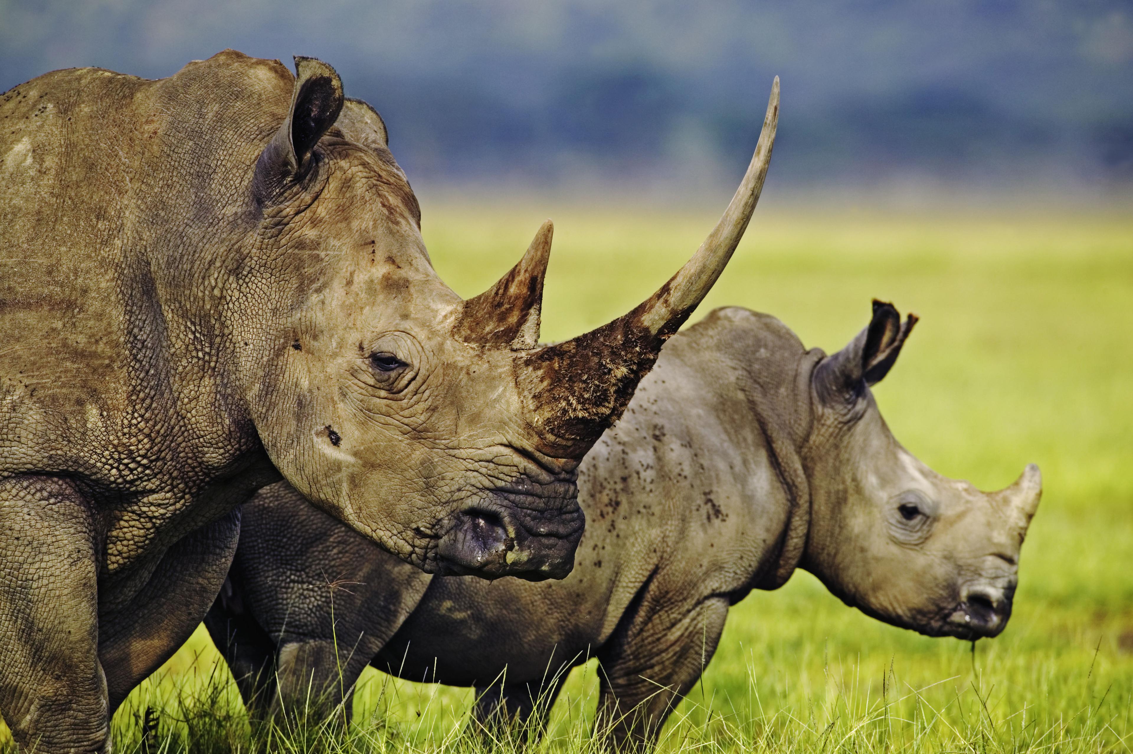 Witte neushoorns in Kenya