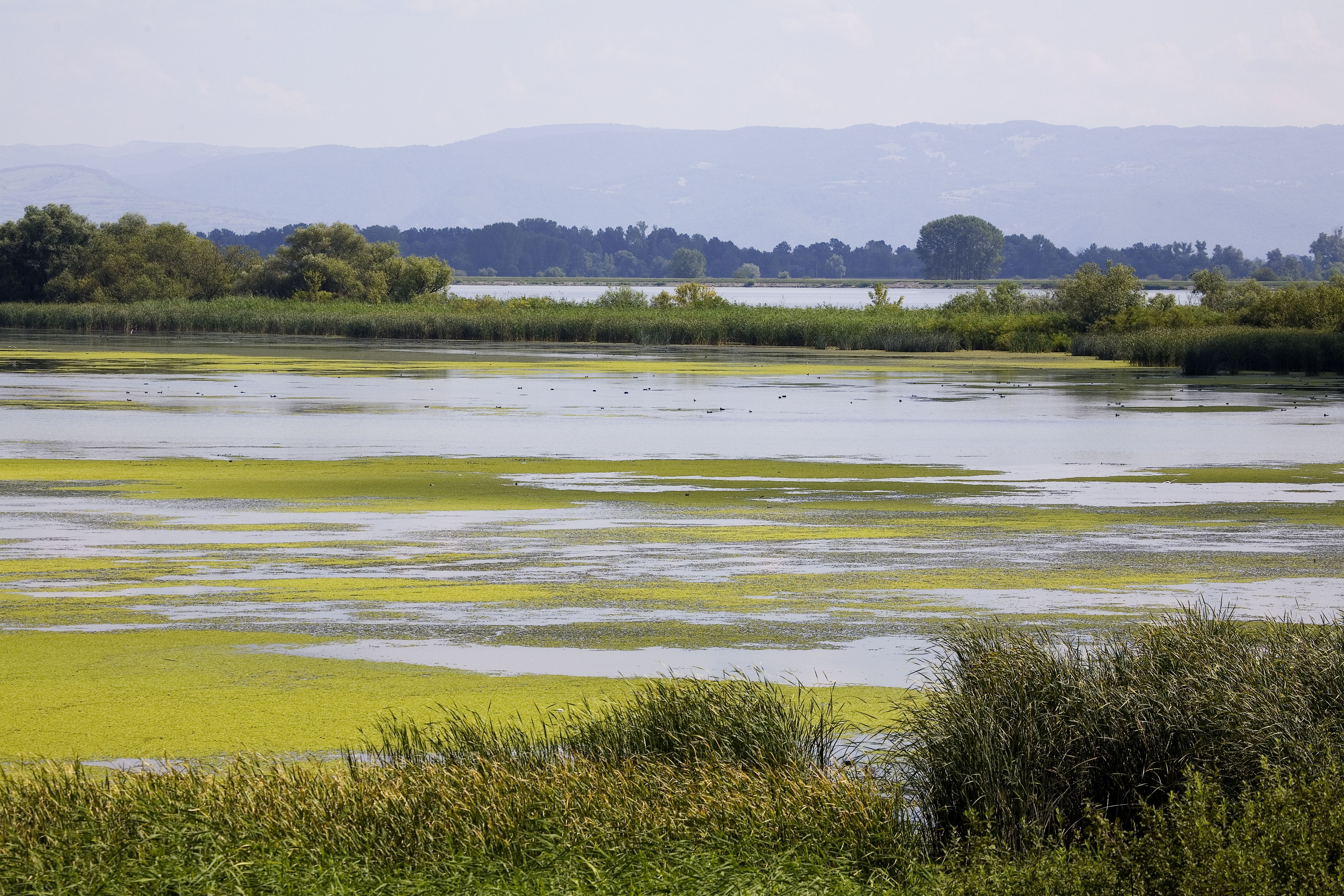 Wetland lang Donau rivier Portile de Fier Nature Park Roemenië