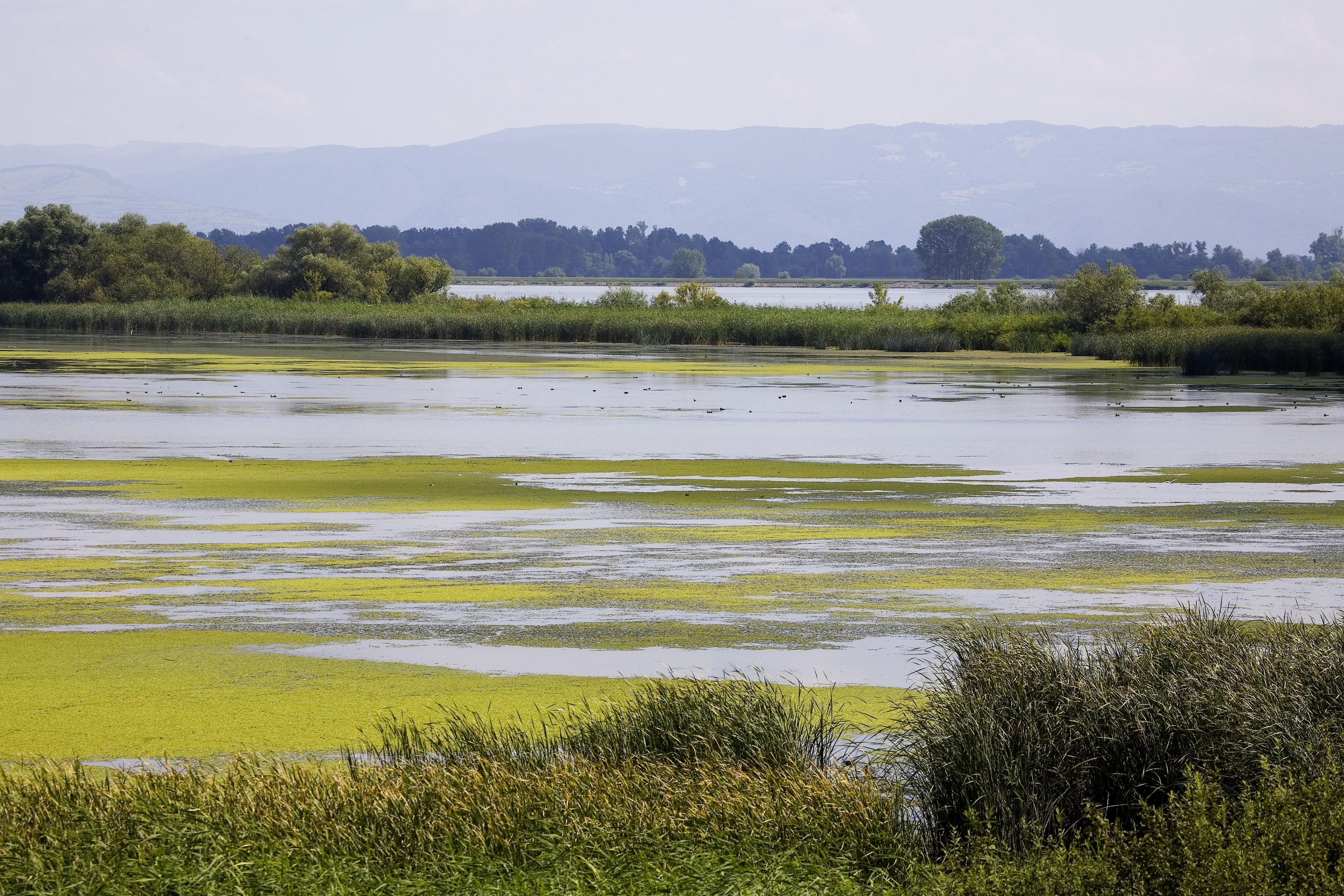 Wetland langs Donau rivier