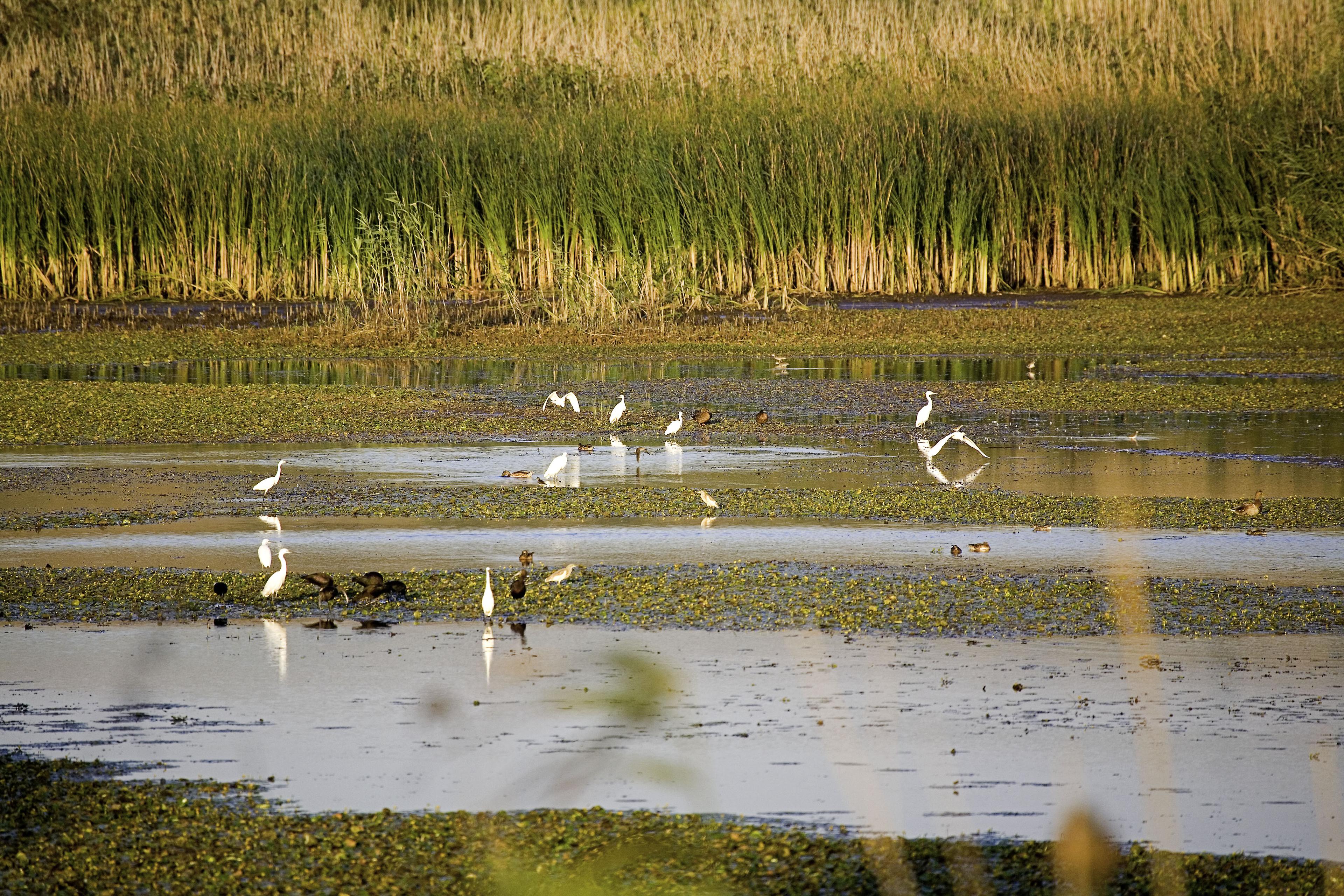 Vogels in het water