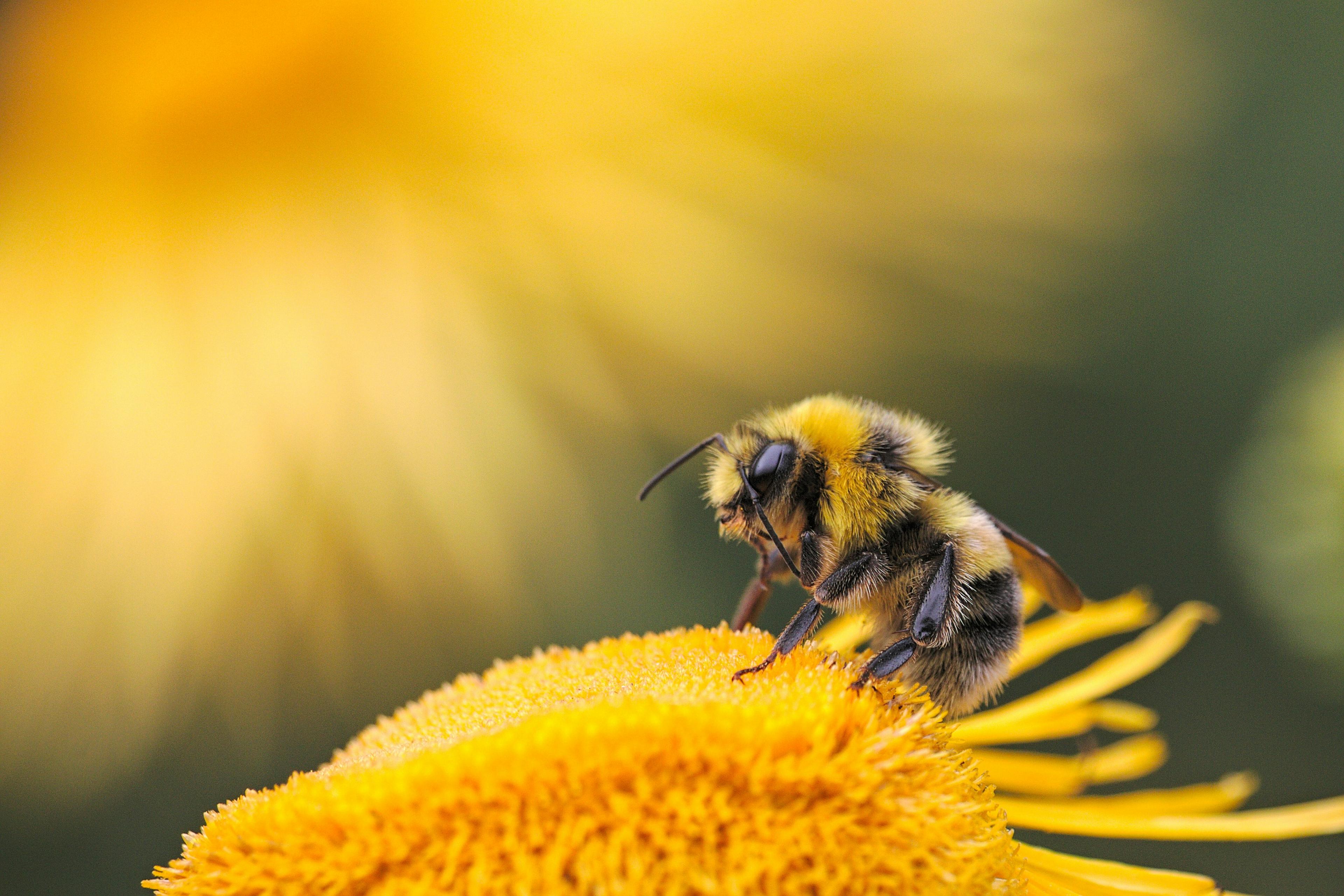 Bijtje zit op een bloem