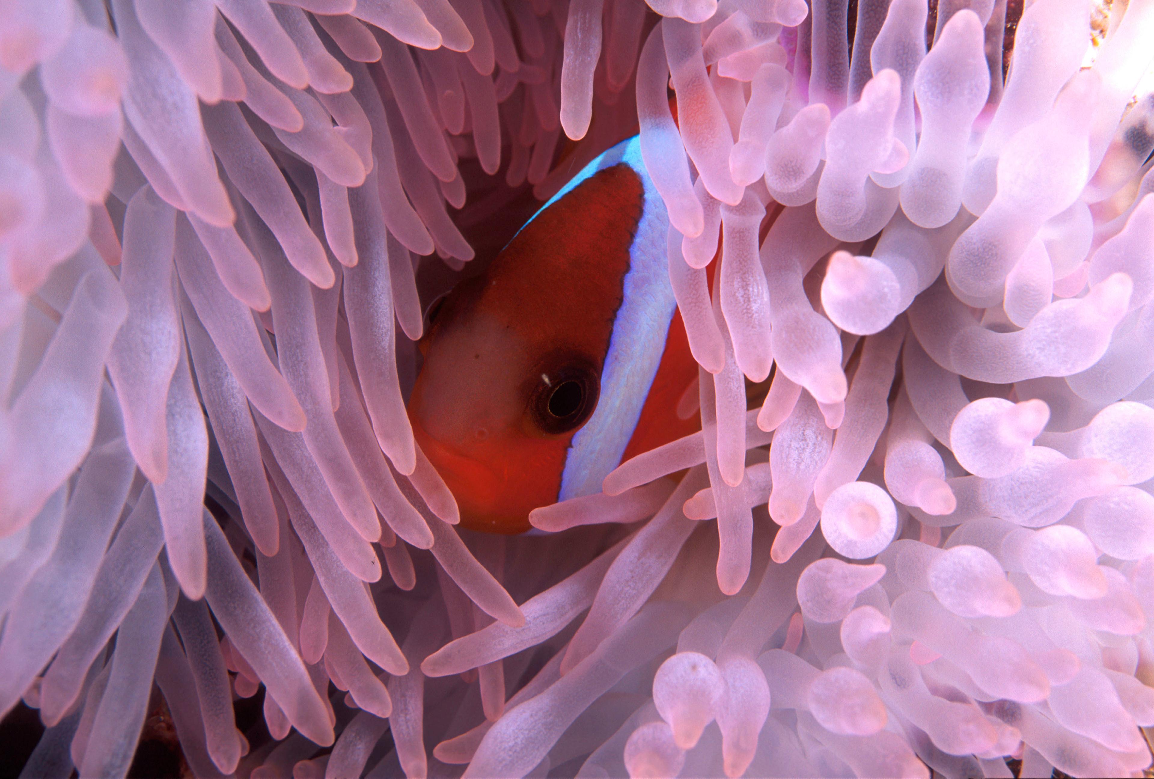 Rode anemoonvis tussen het koraal, Fiji
