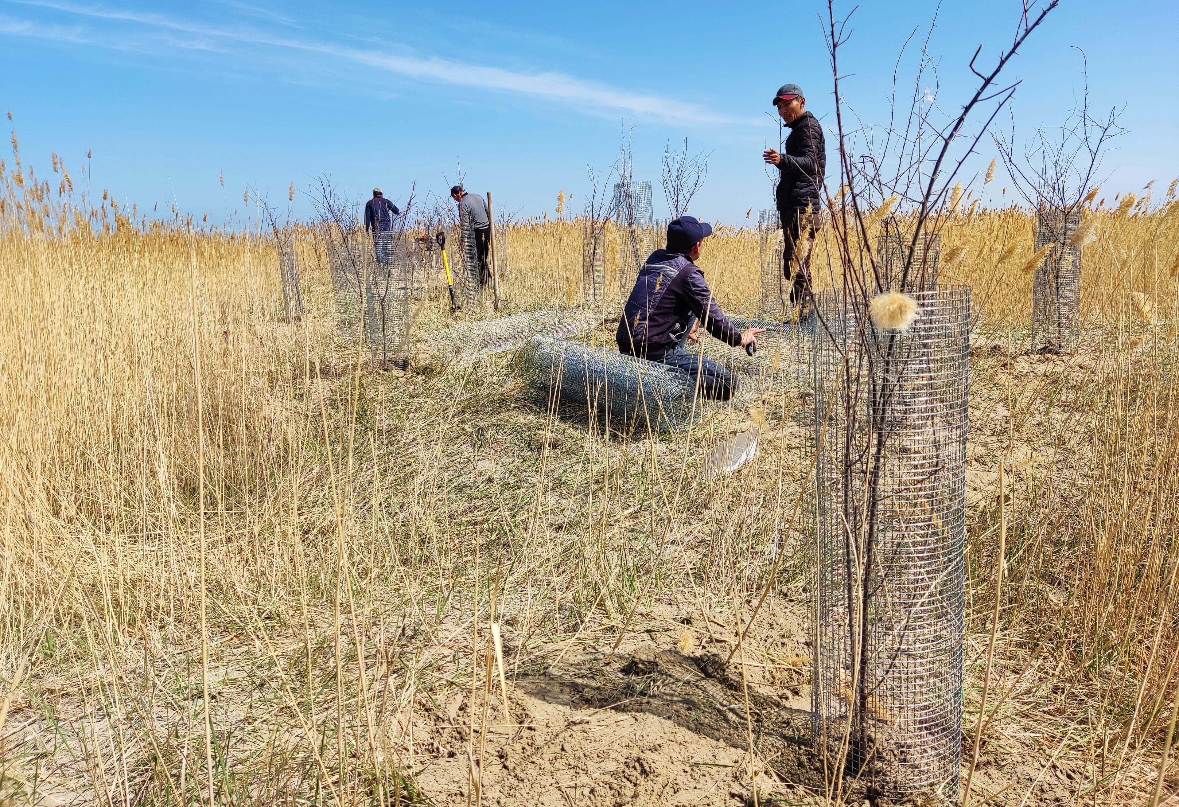 Bomen planten in Ili Balkhash Reserve