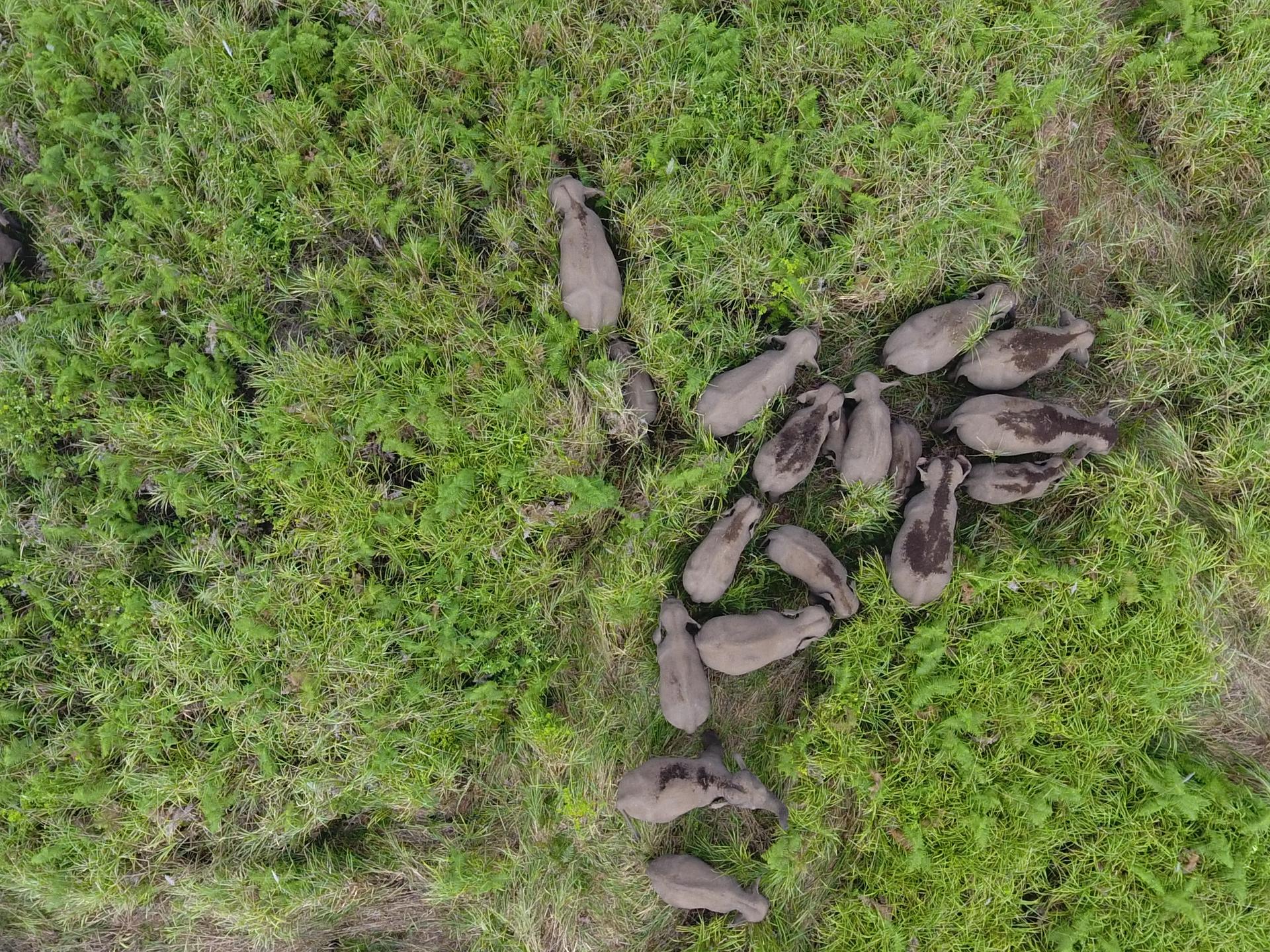Luchtfoto van een groep Sumatraanse olifanten