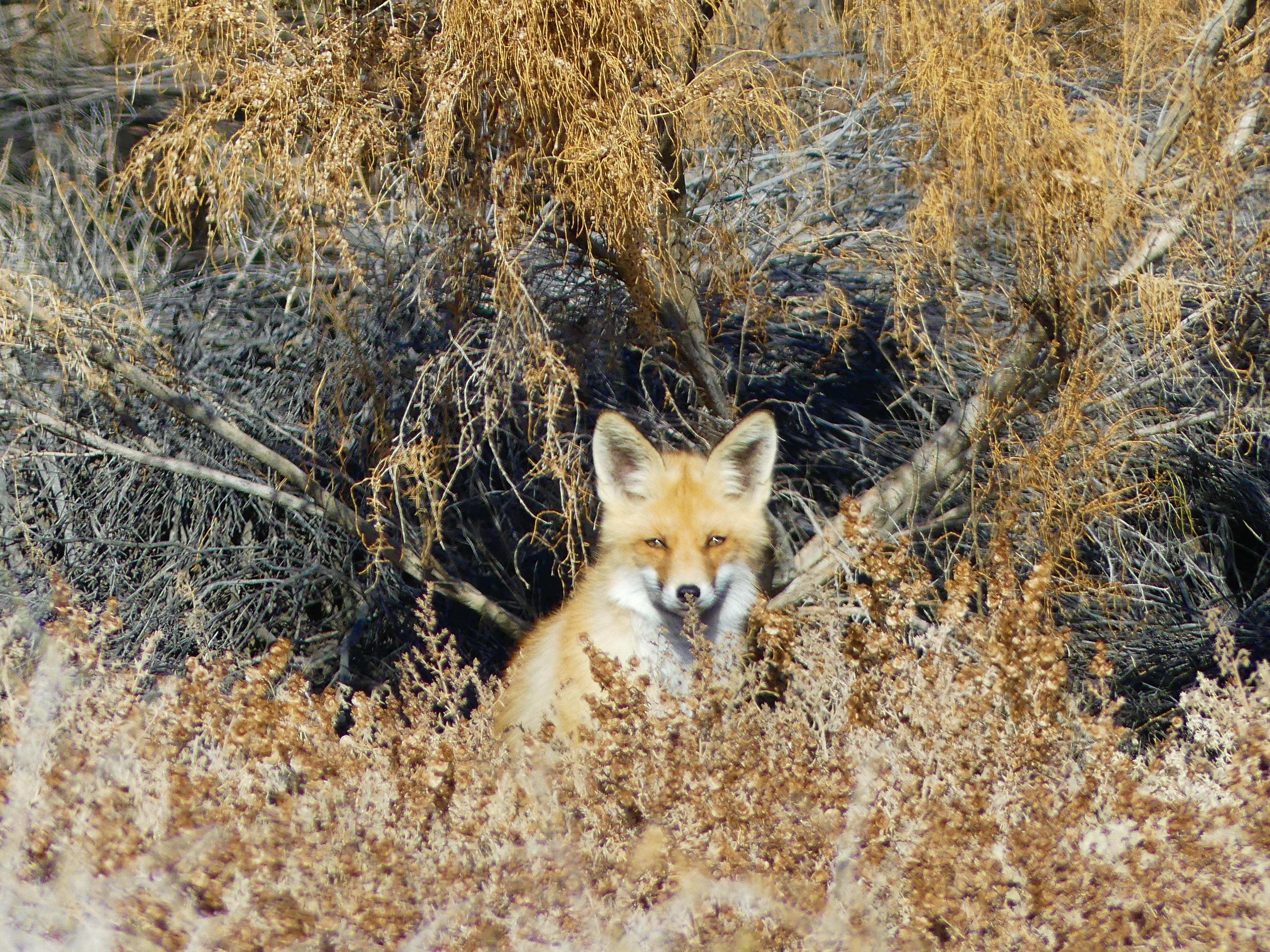 Vos in Ili Balkhash Reserve