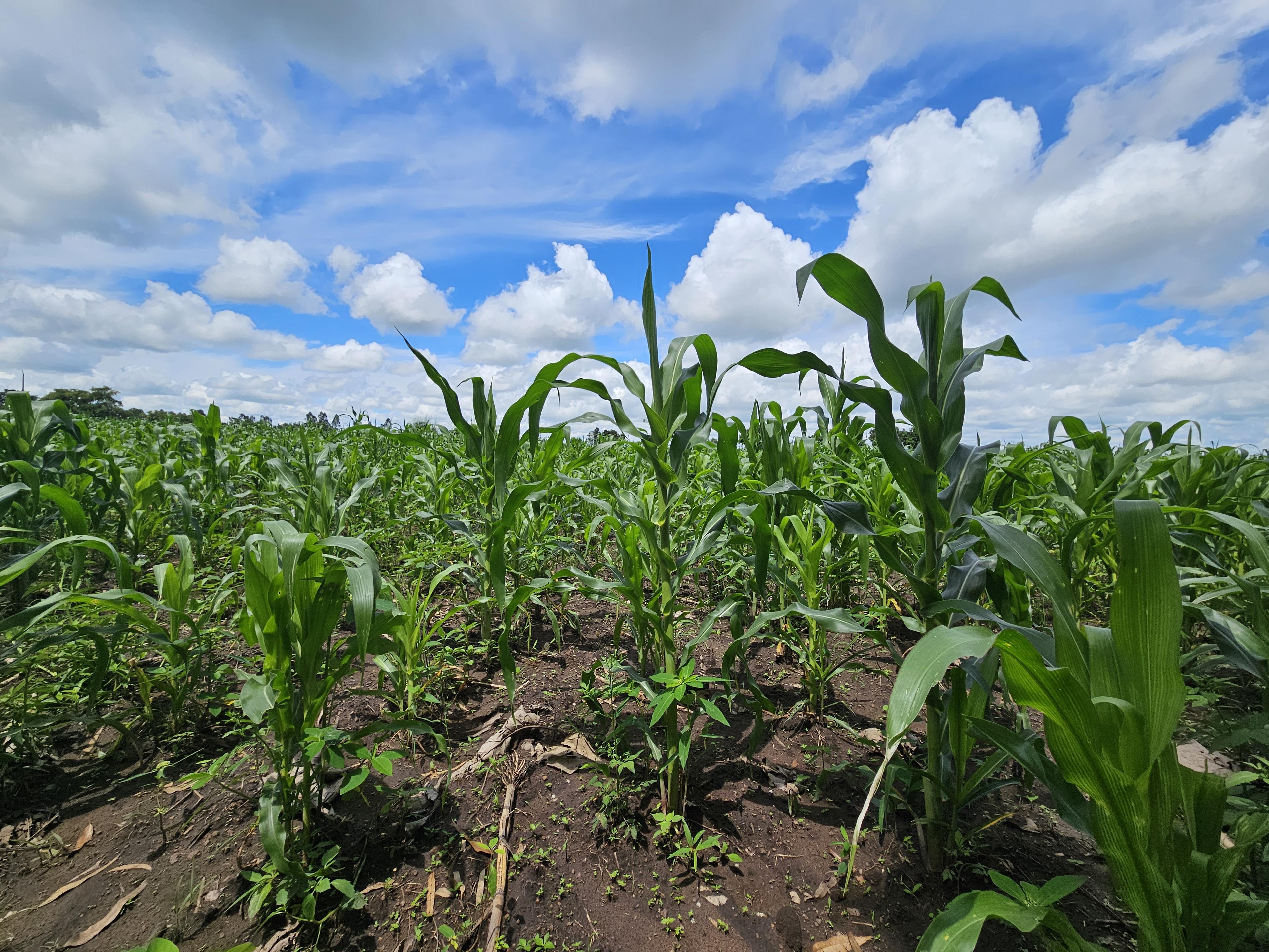 Corn field