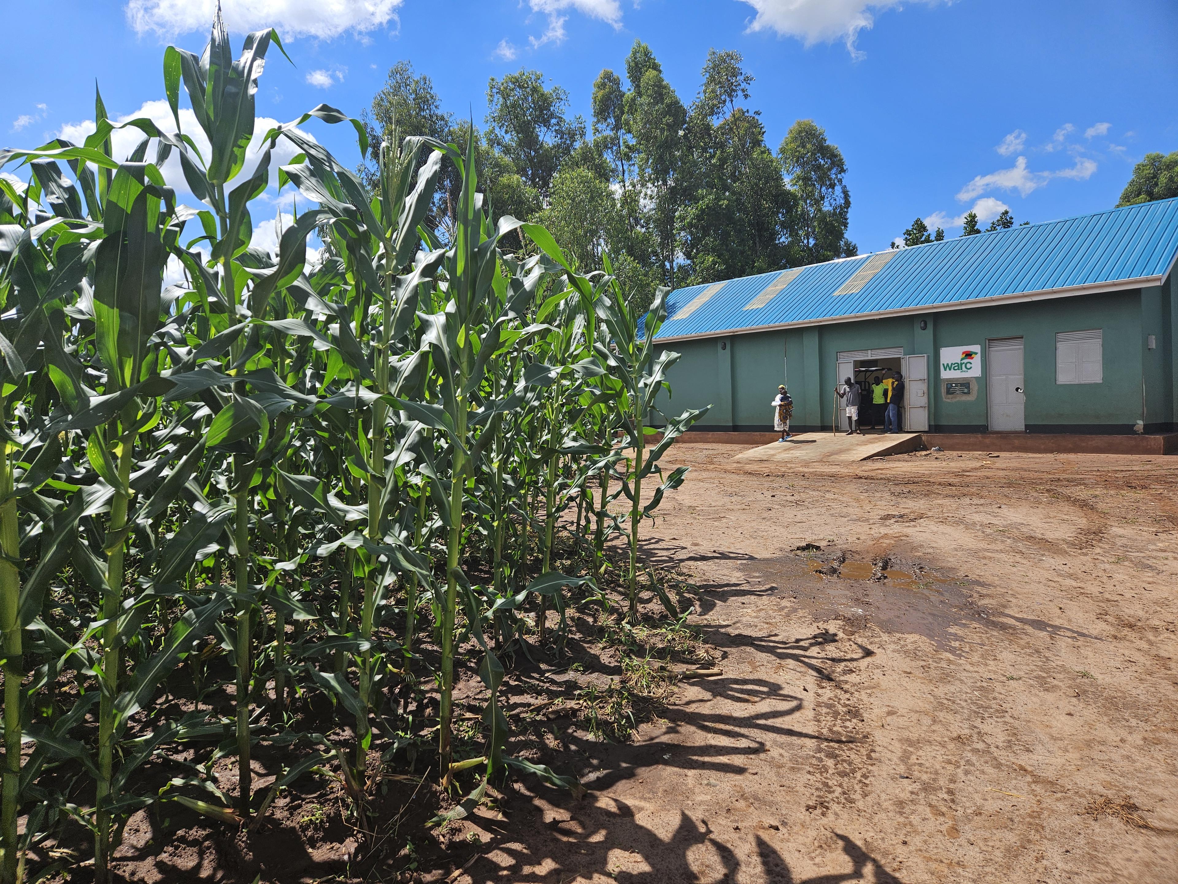 Warc office next to a cornfield