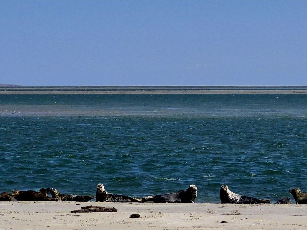 zeehonden