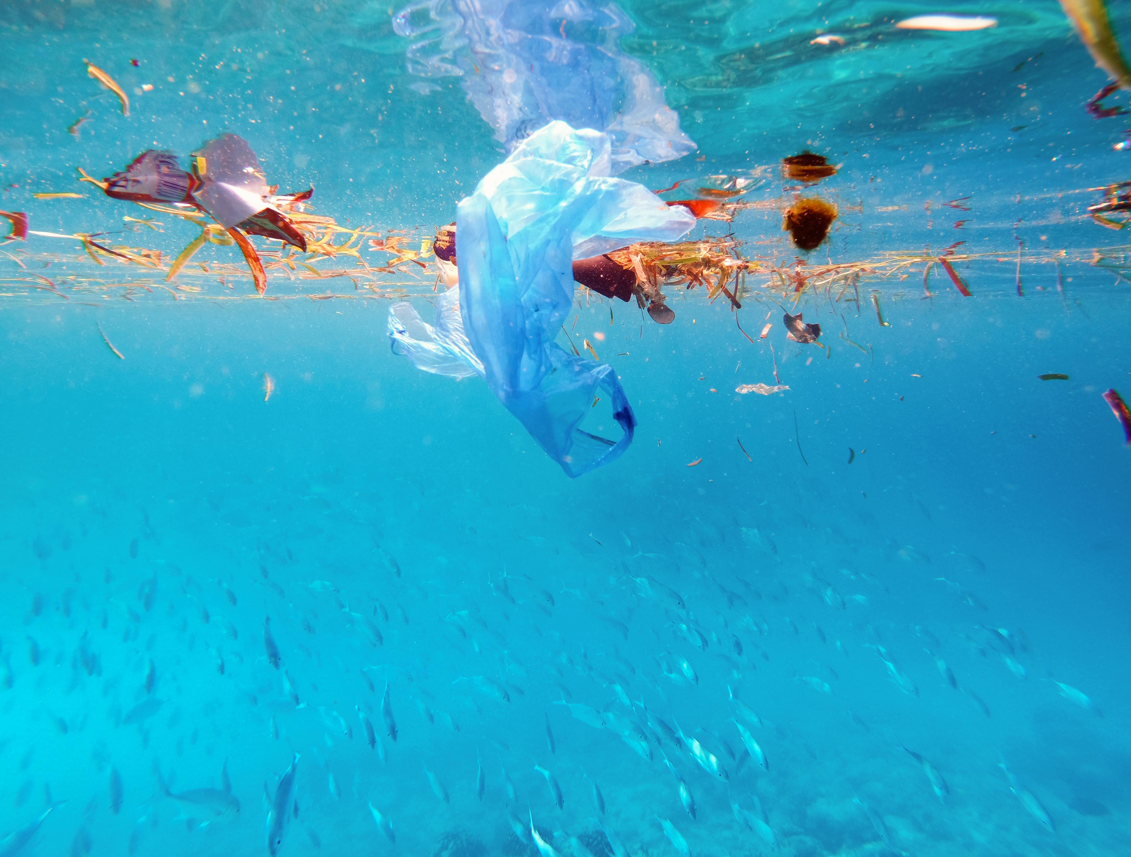 School vissen zwemt onder afgedankt plastic afval