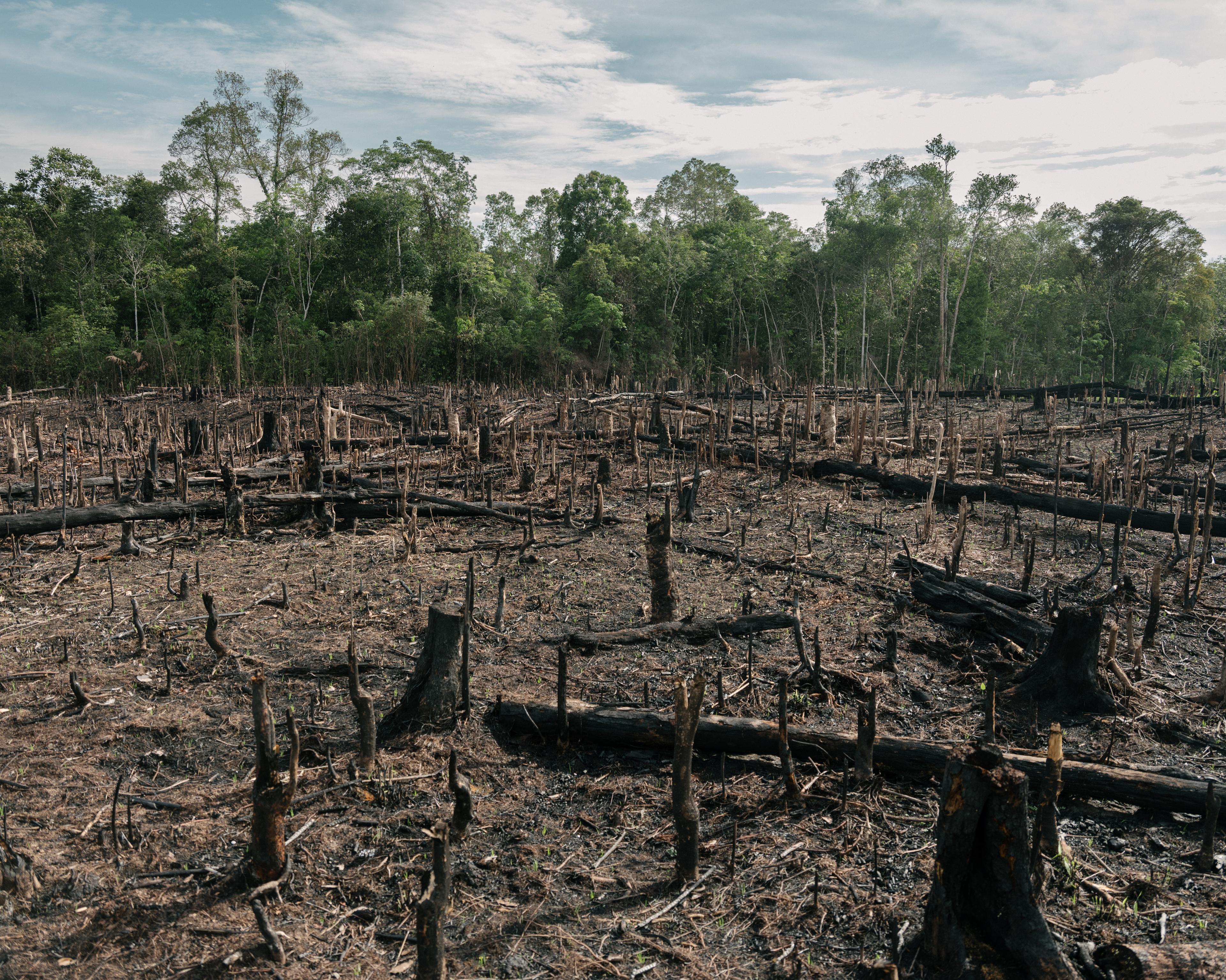 Hakken en branden, brandlandbouw Indonesië Kalimantan