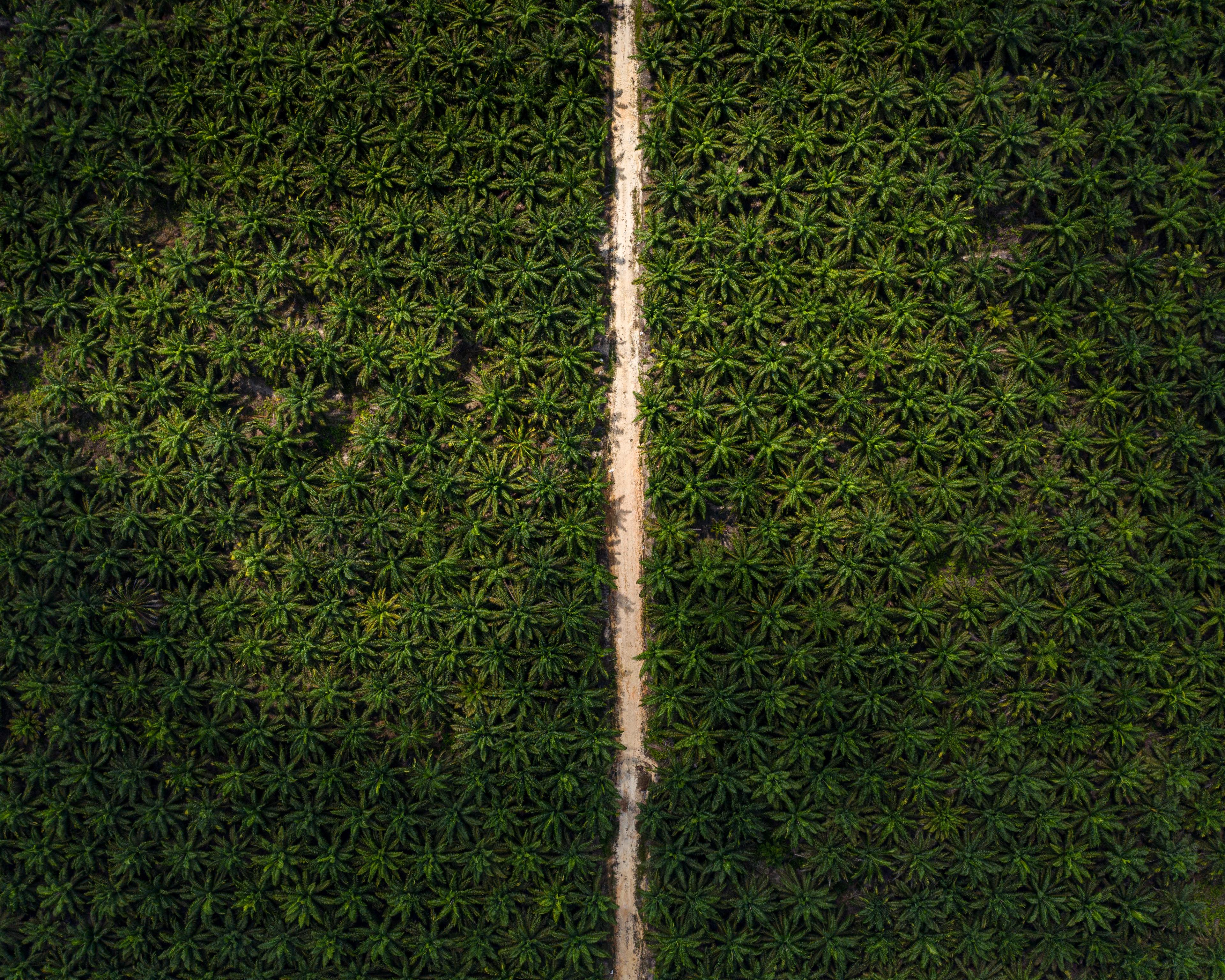 Gevolgen van palmolie op de jungle in Central Kalimantan