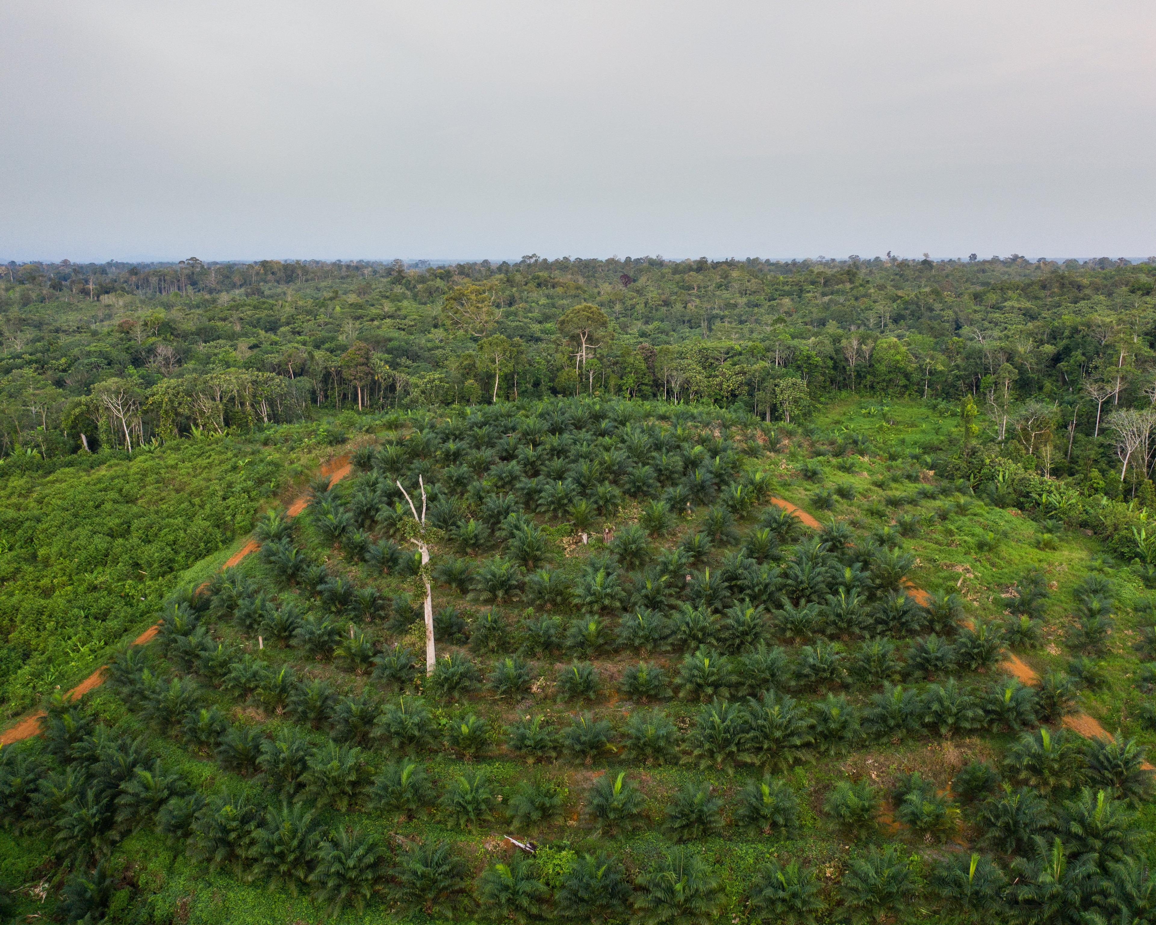 Palmolieplantage, Kalimantan