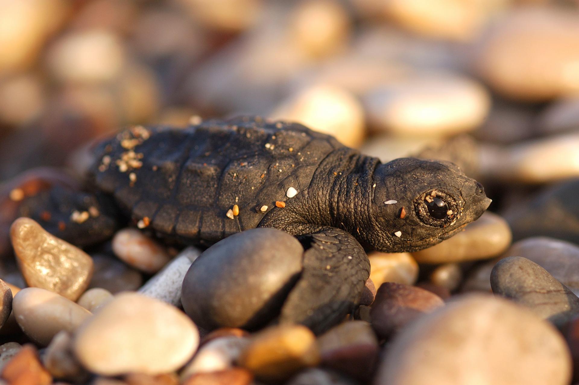 Dikkopschildpad bij de Middellandse Zee