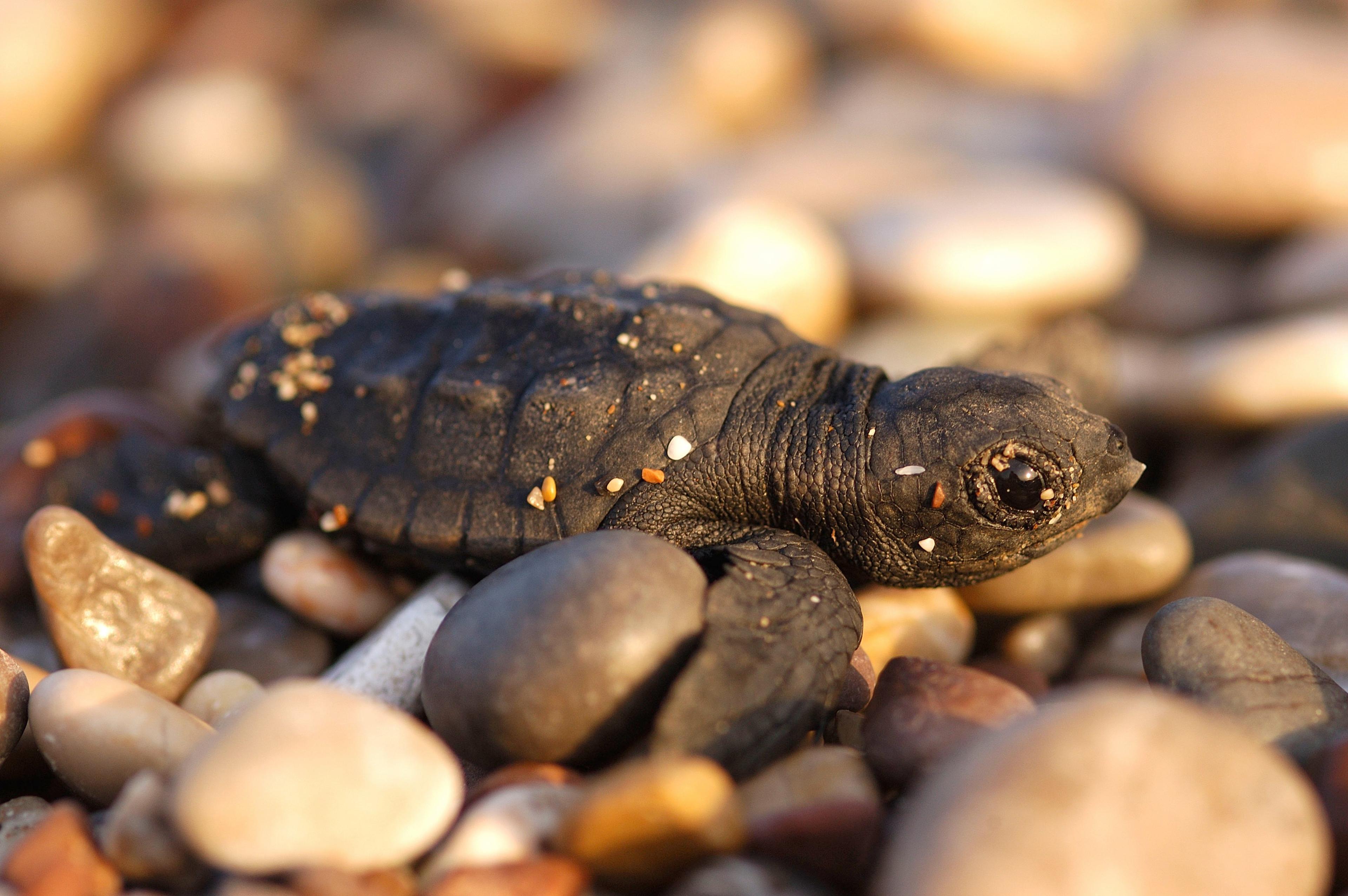 Dikkopschildpad bij de Middellandse Zee