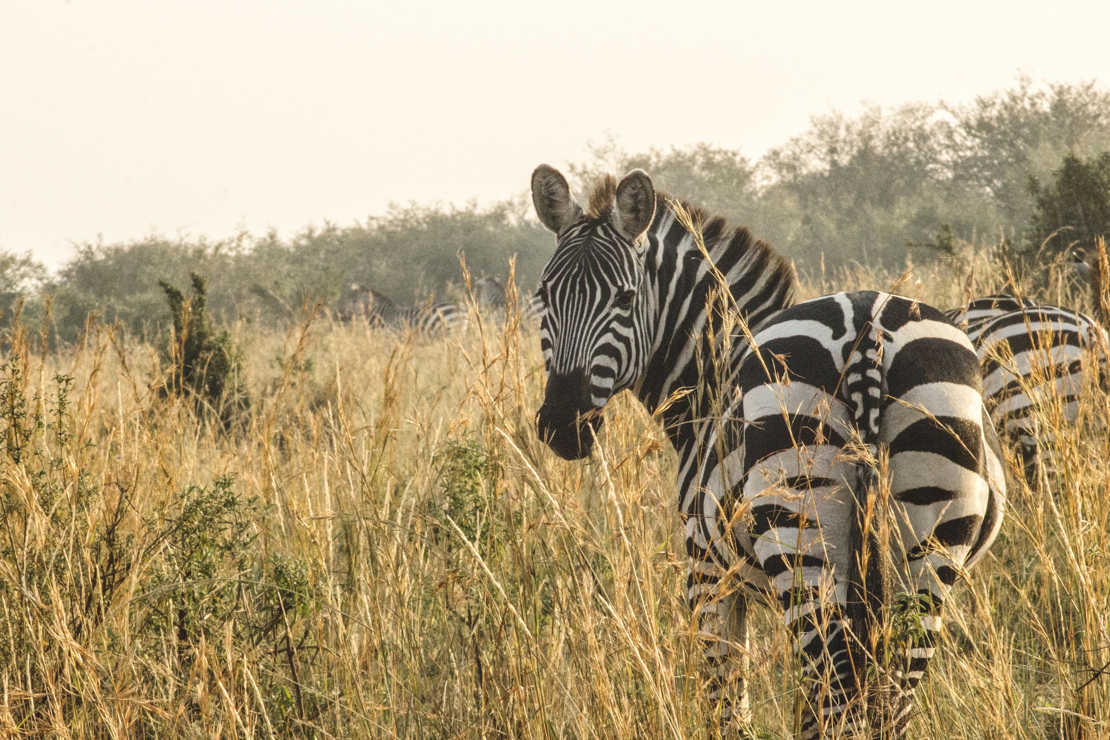 Zebra
