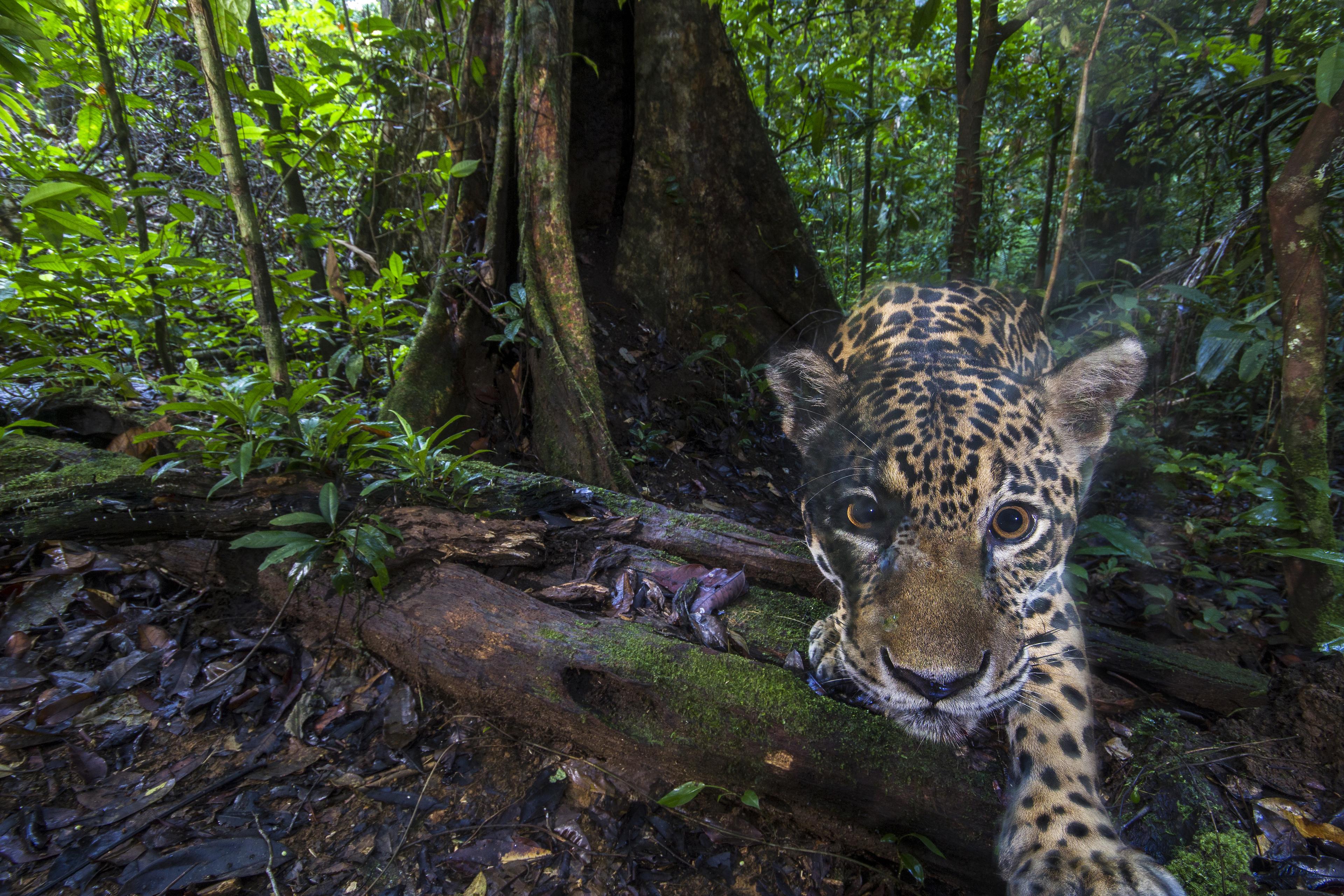 jaguar