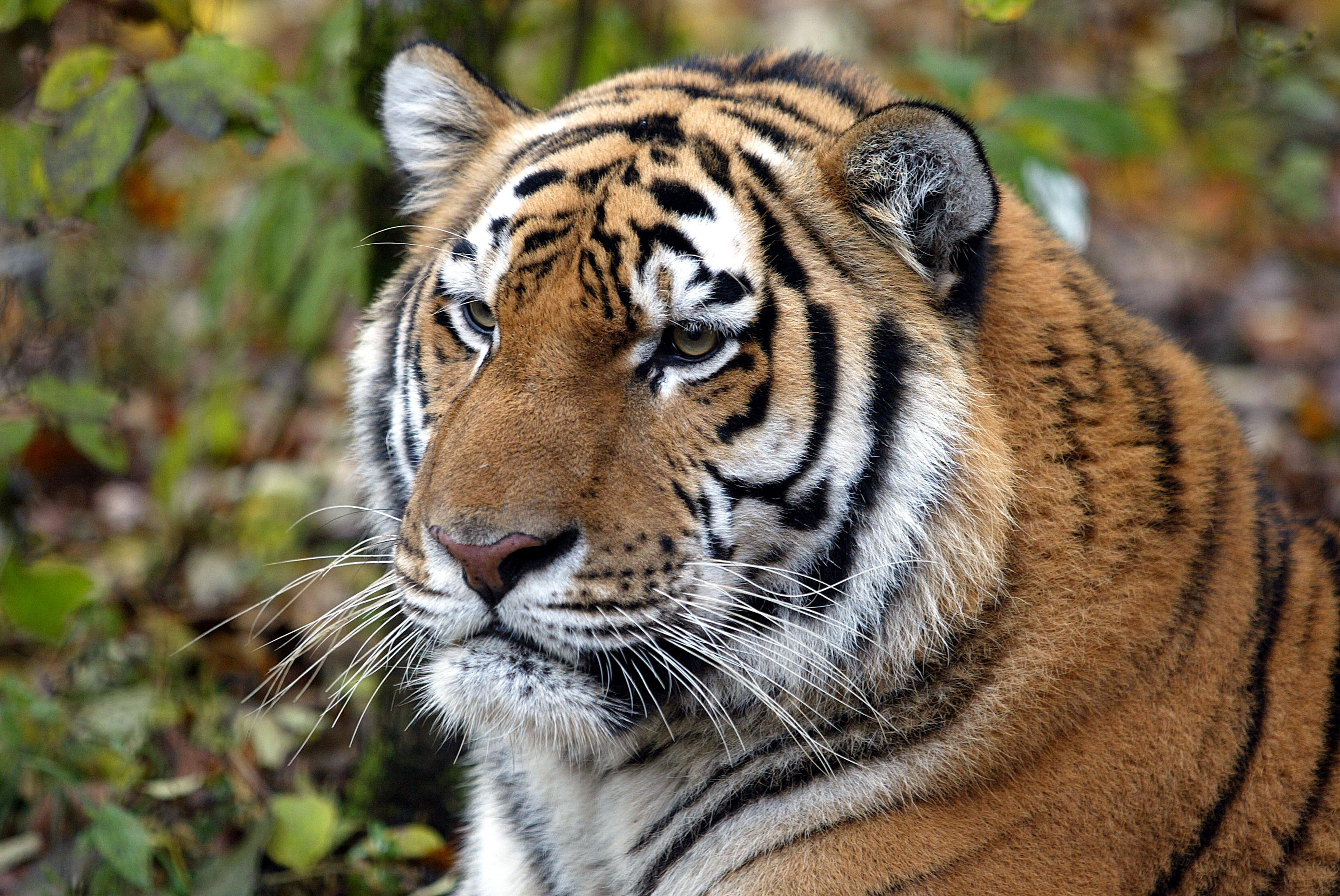 Close-up tijger