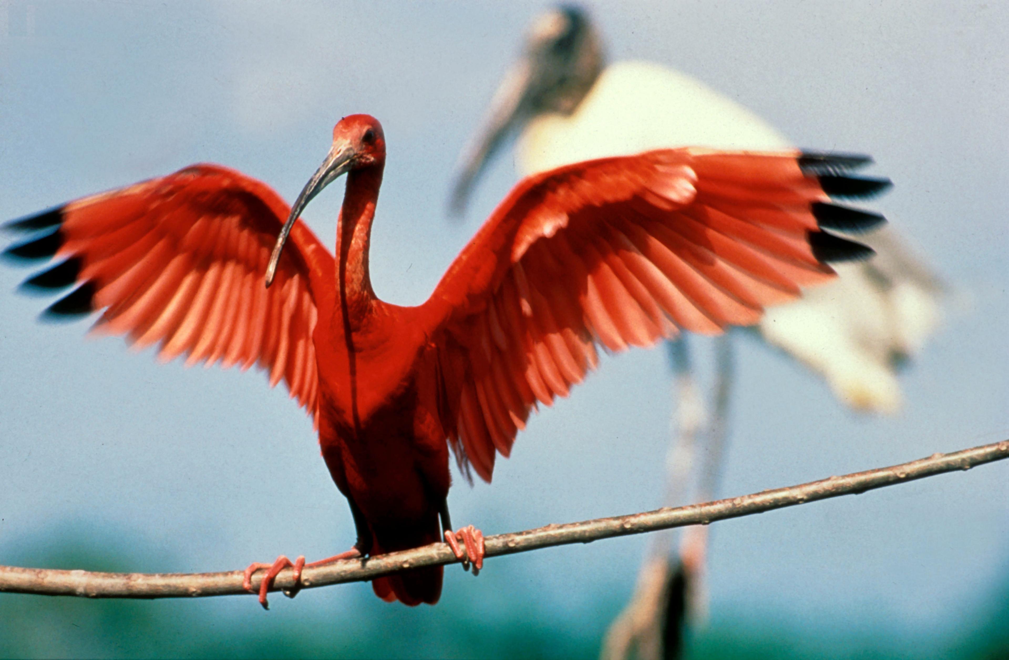 Rode ibis