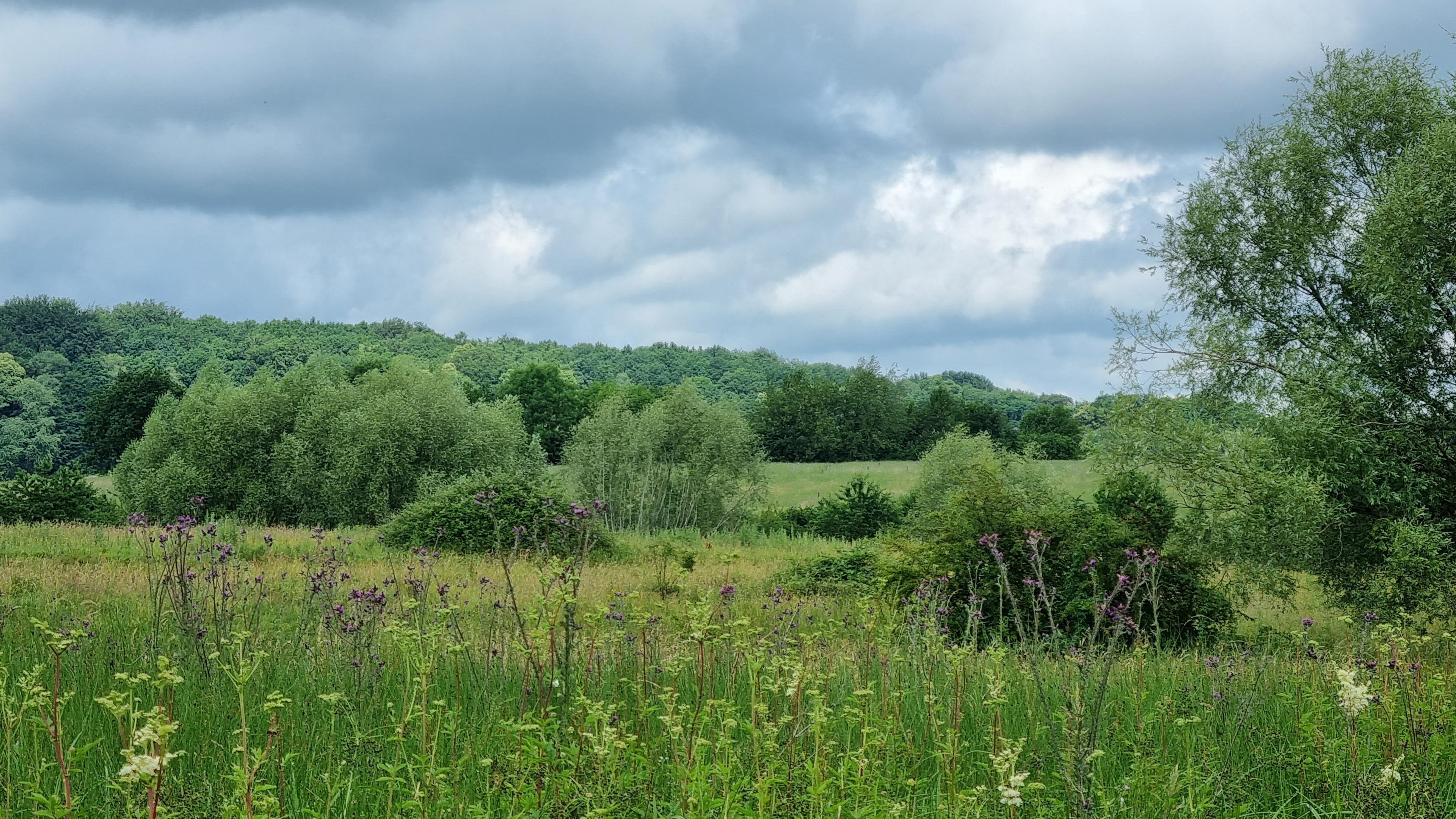 De Europese Natuurherstelwet