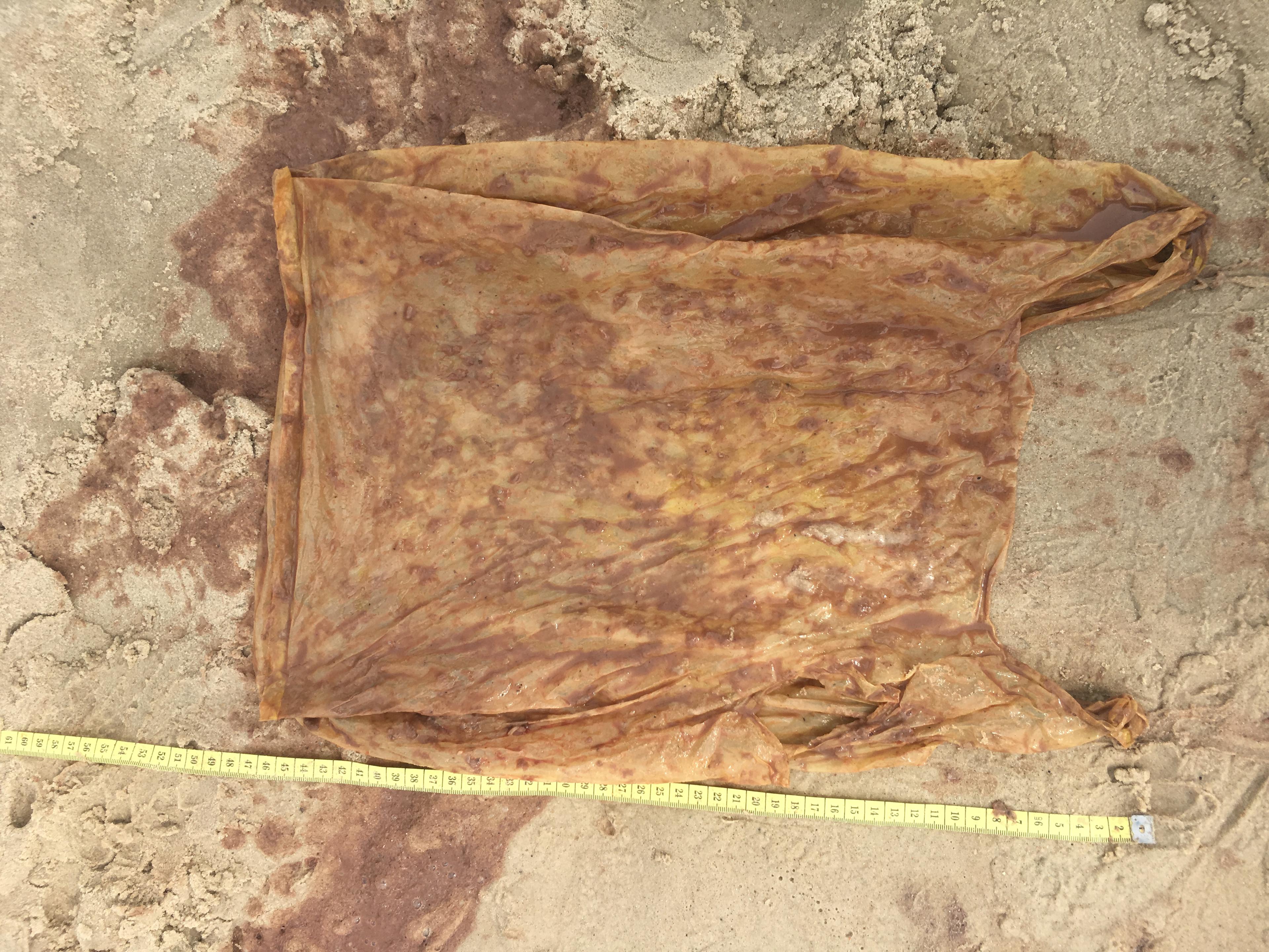 Een plastic zak van 47 cm aangetroffen in maag walvishaai