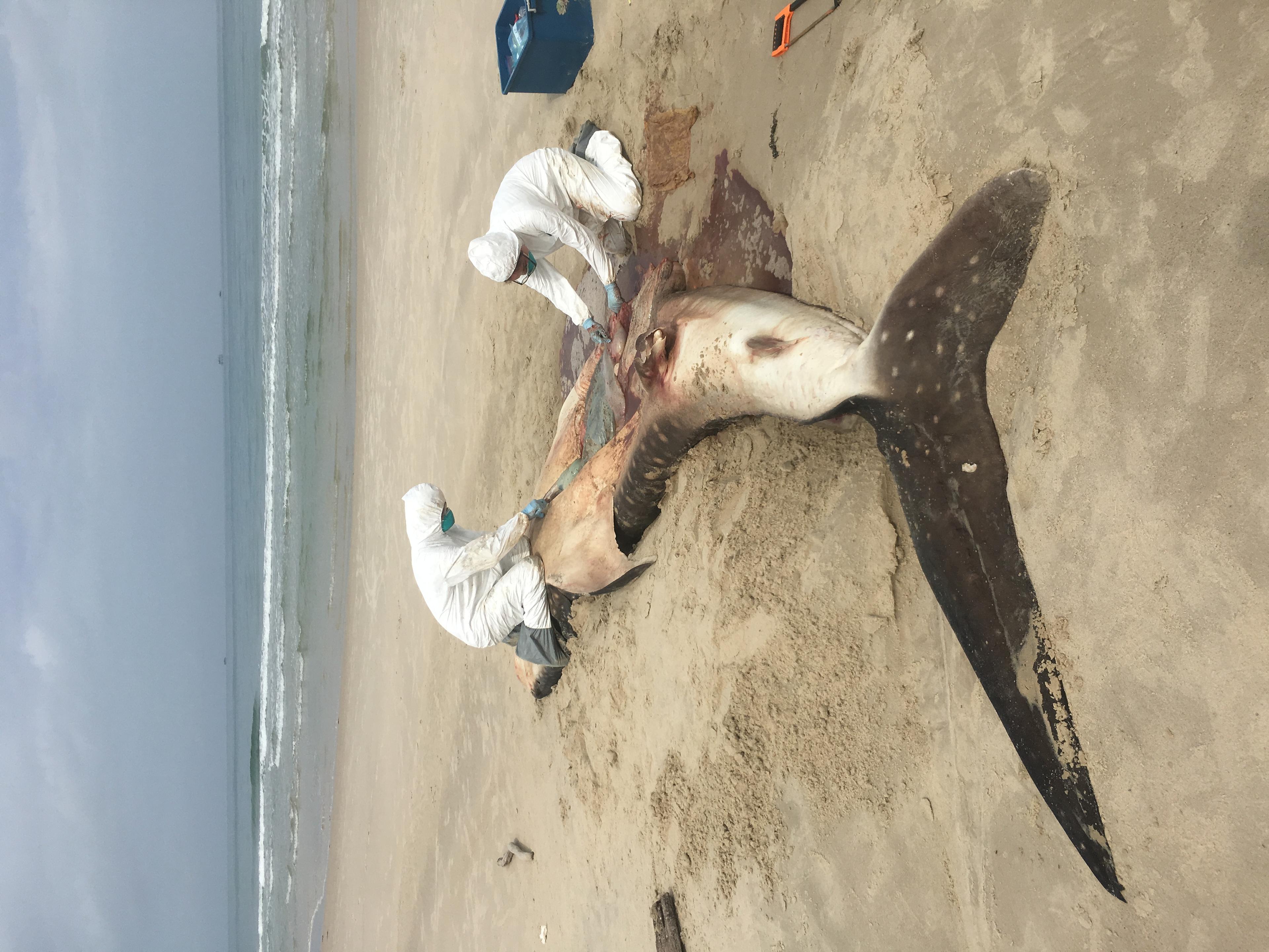 Onderzoekers onderzoeken dode walvishaai op het strand