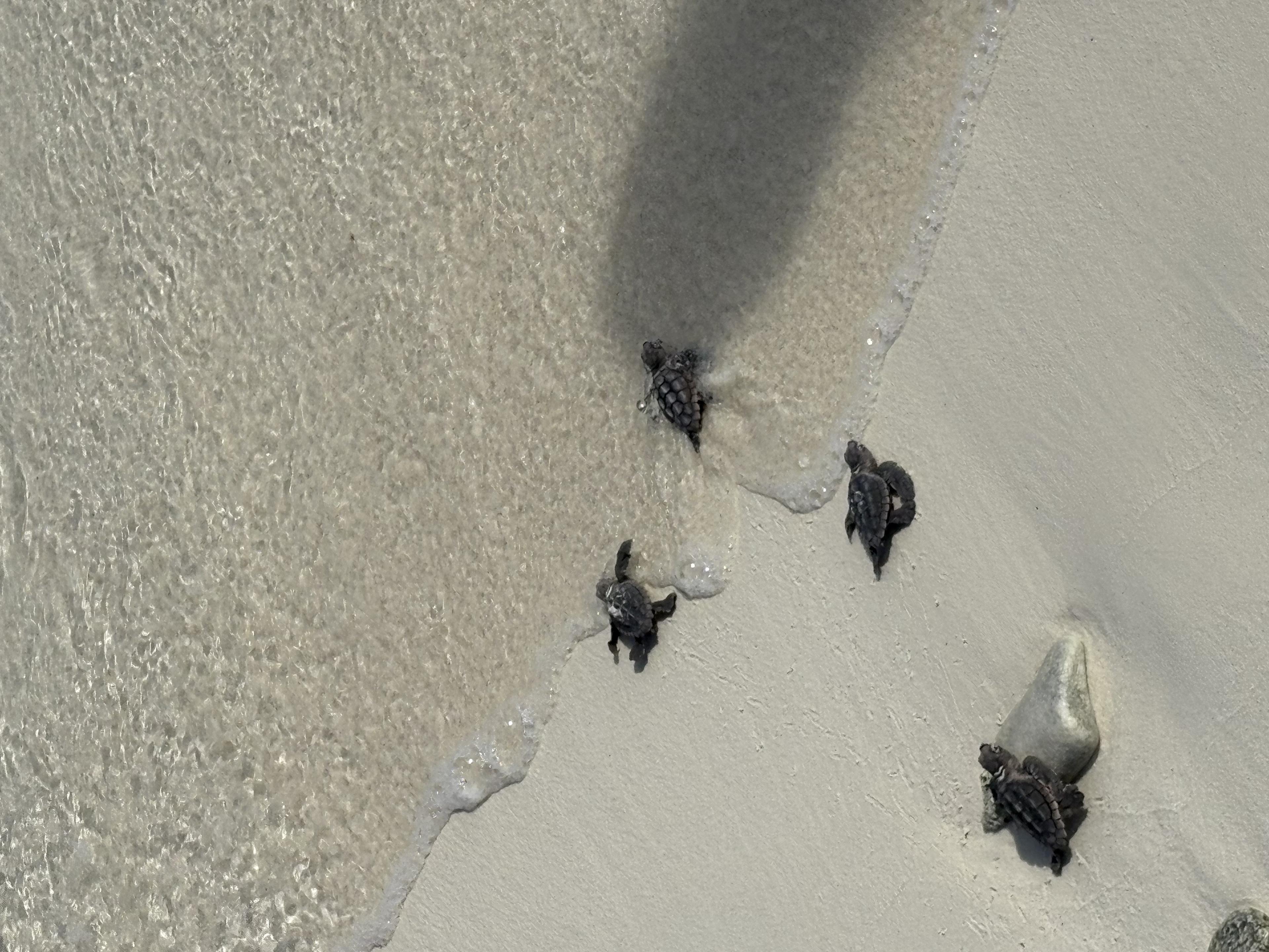 Babyzeeschildpadden op weg naar zee in Bonaire
