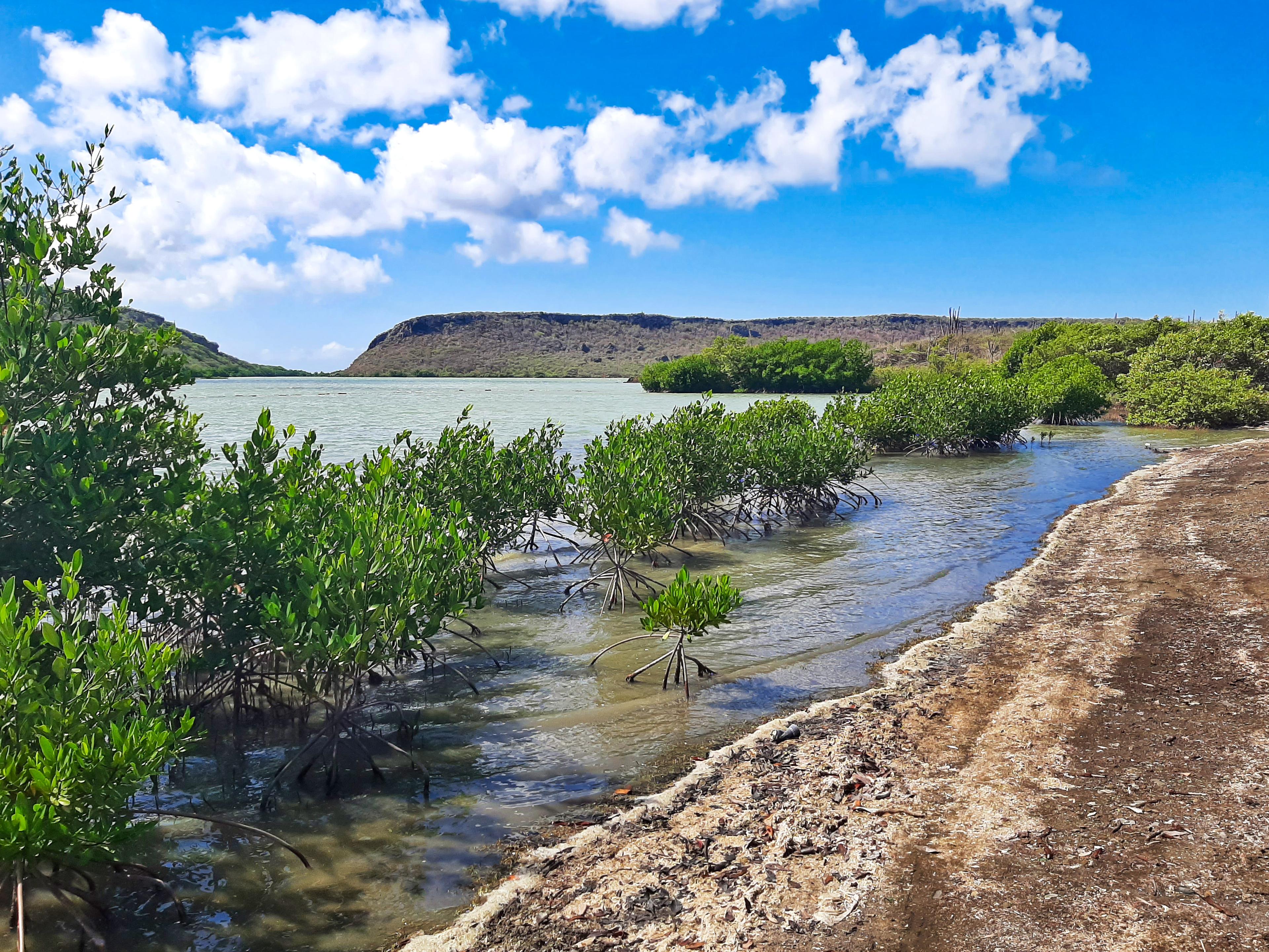 Mangroves op Curacao